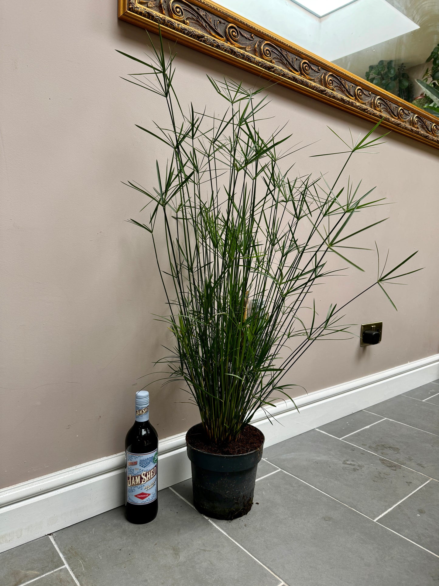 100cm Cyperus Alternifolius (Umbrella Papyrus)