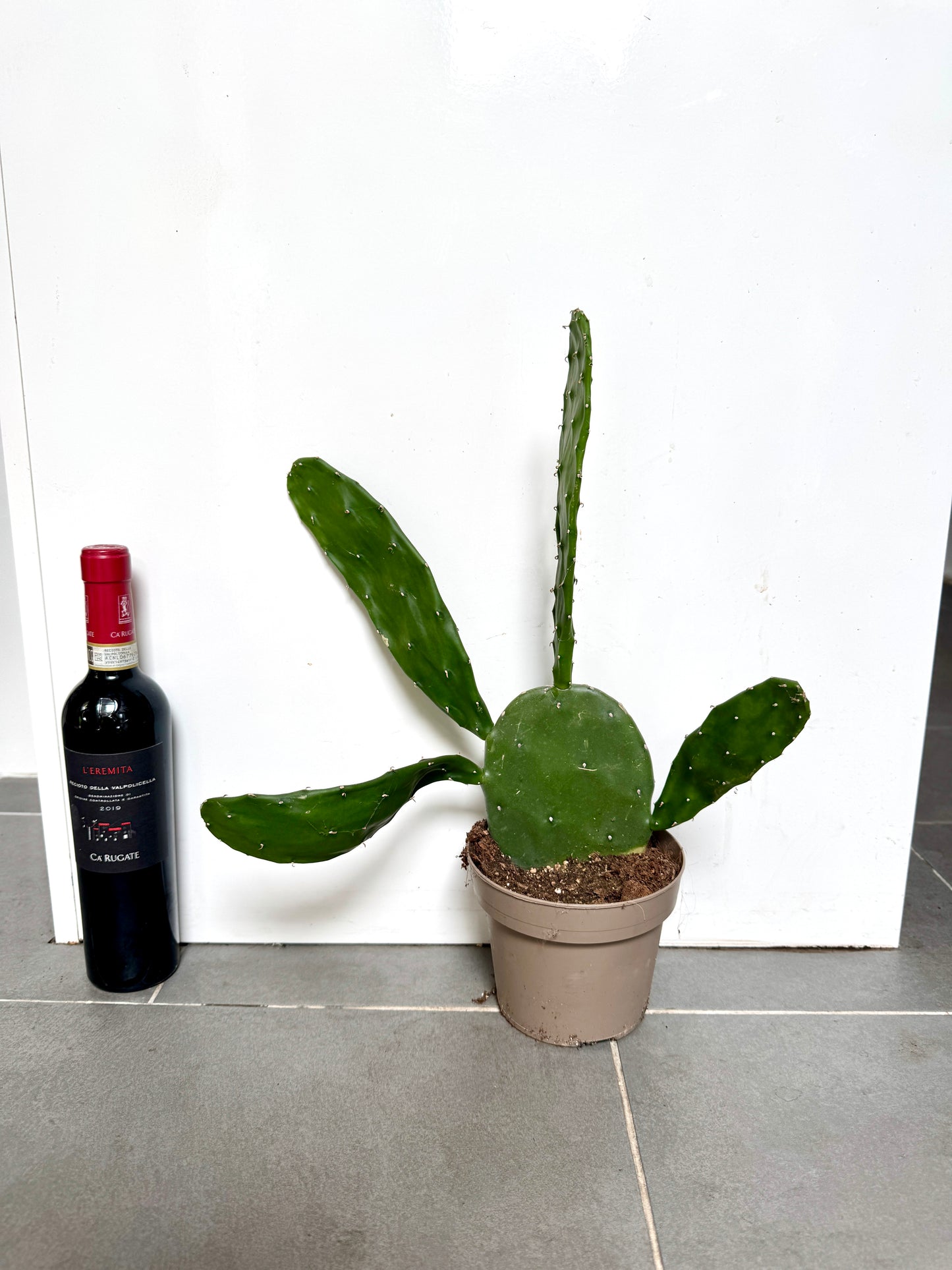 40cm Optunia Cochenillife (Prickly Pear) Cactus