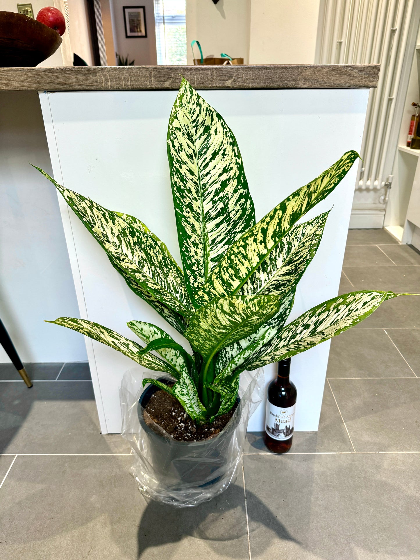 80cm Dieffenbachia White Etna