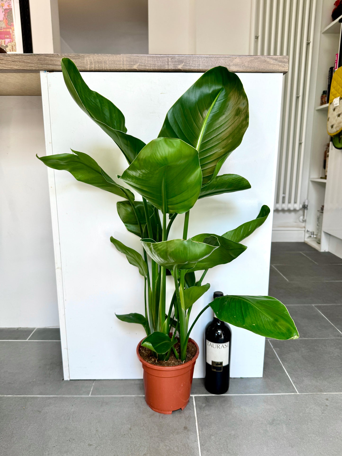 120cm Strelitzia Nicolai (Bird of Paradise)