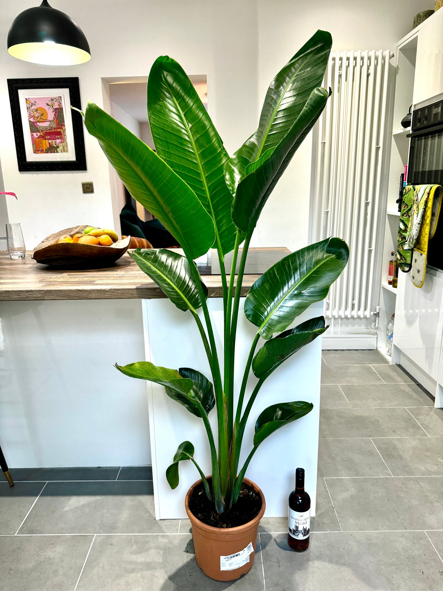 140cm Strelitzia Alba (Bird of Paradise)