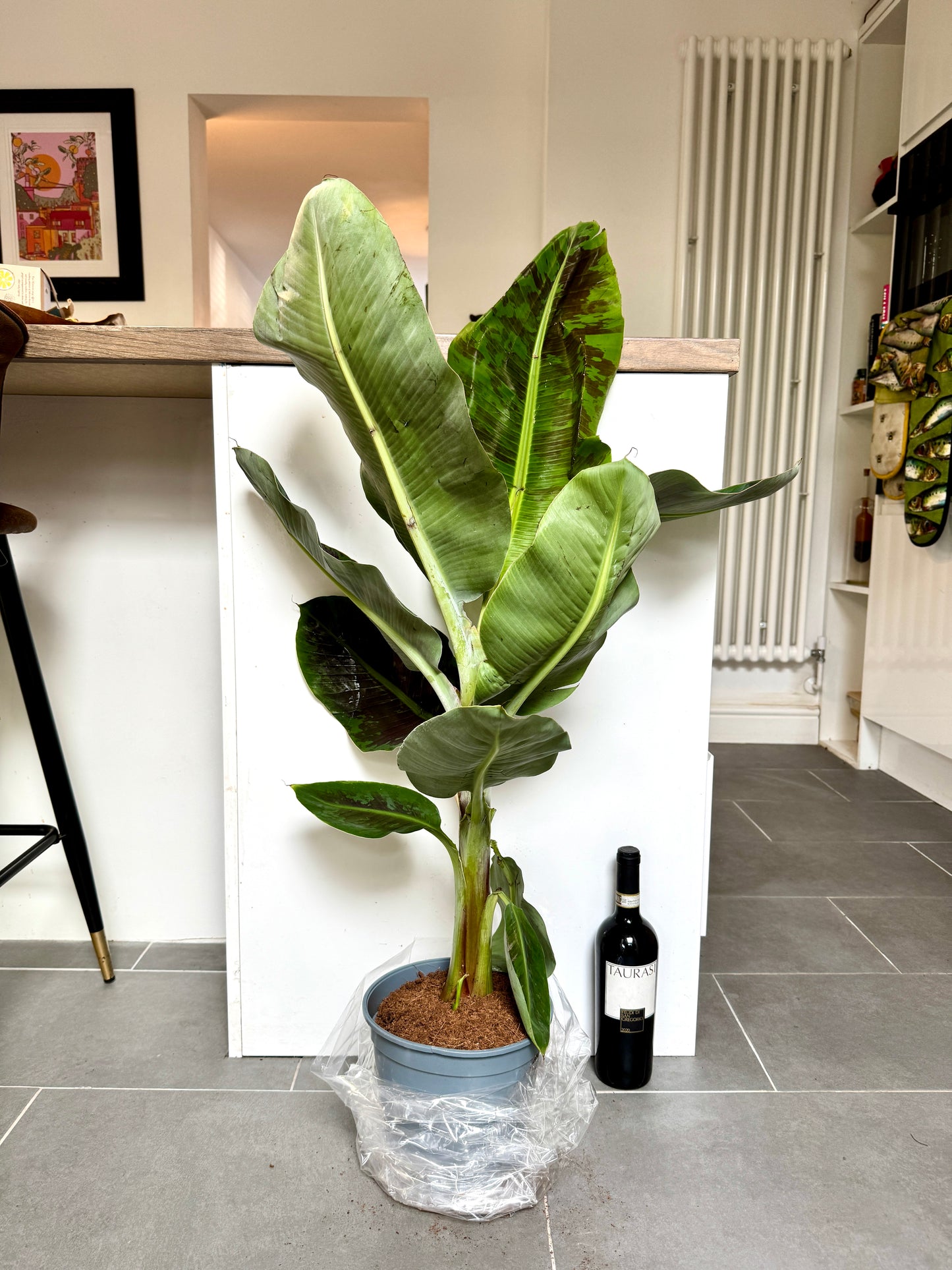 100cm Banana Tree (Musa Dwarf Cavendish)
