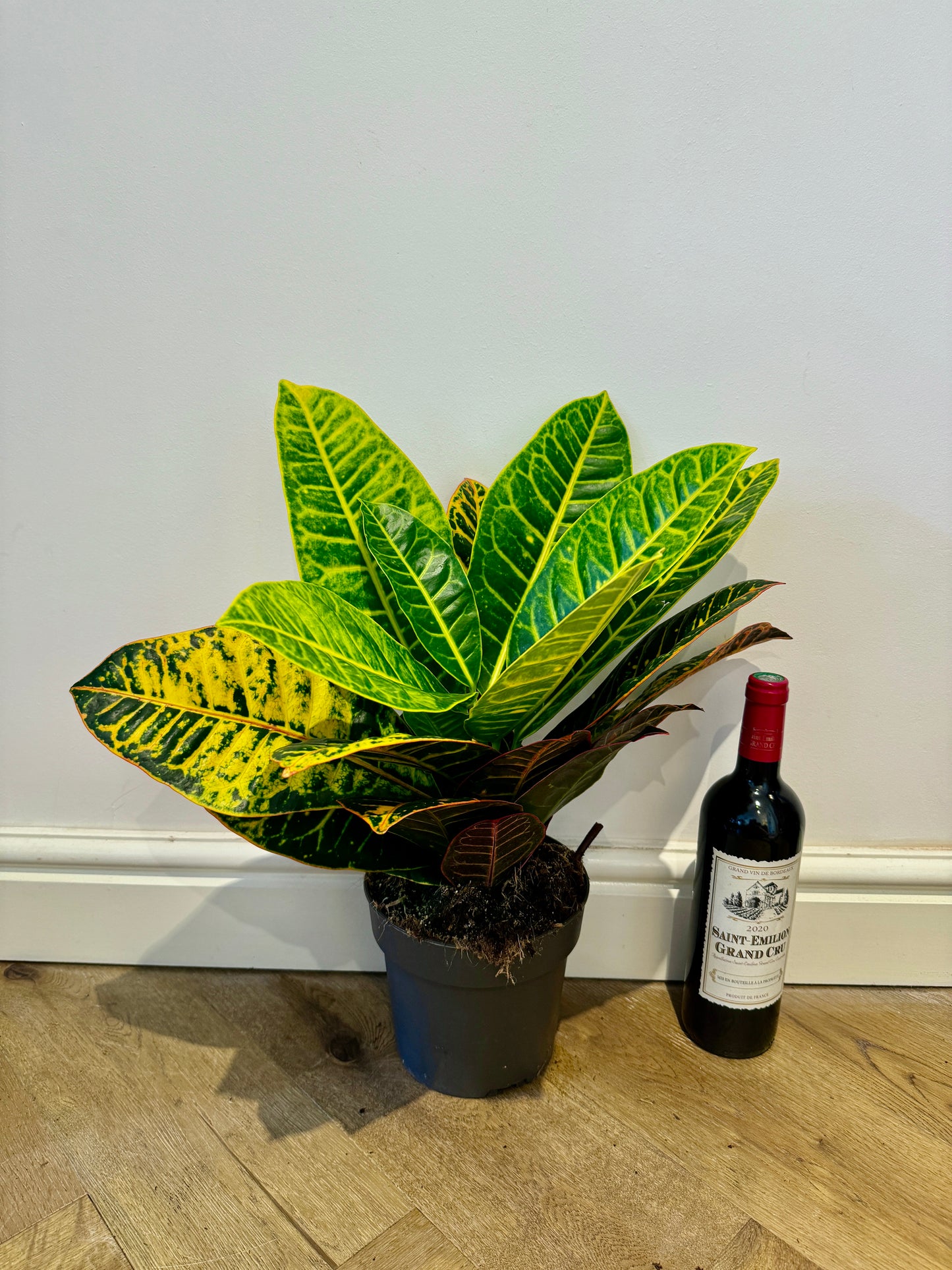 60cm Codiaeum Petra