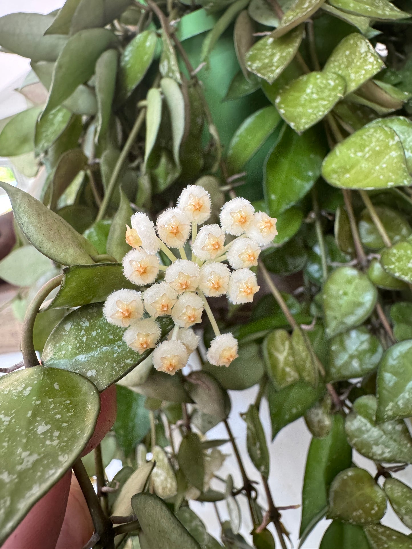 60cm Hoya Krohniana 'eskimo'