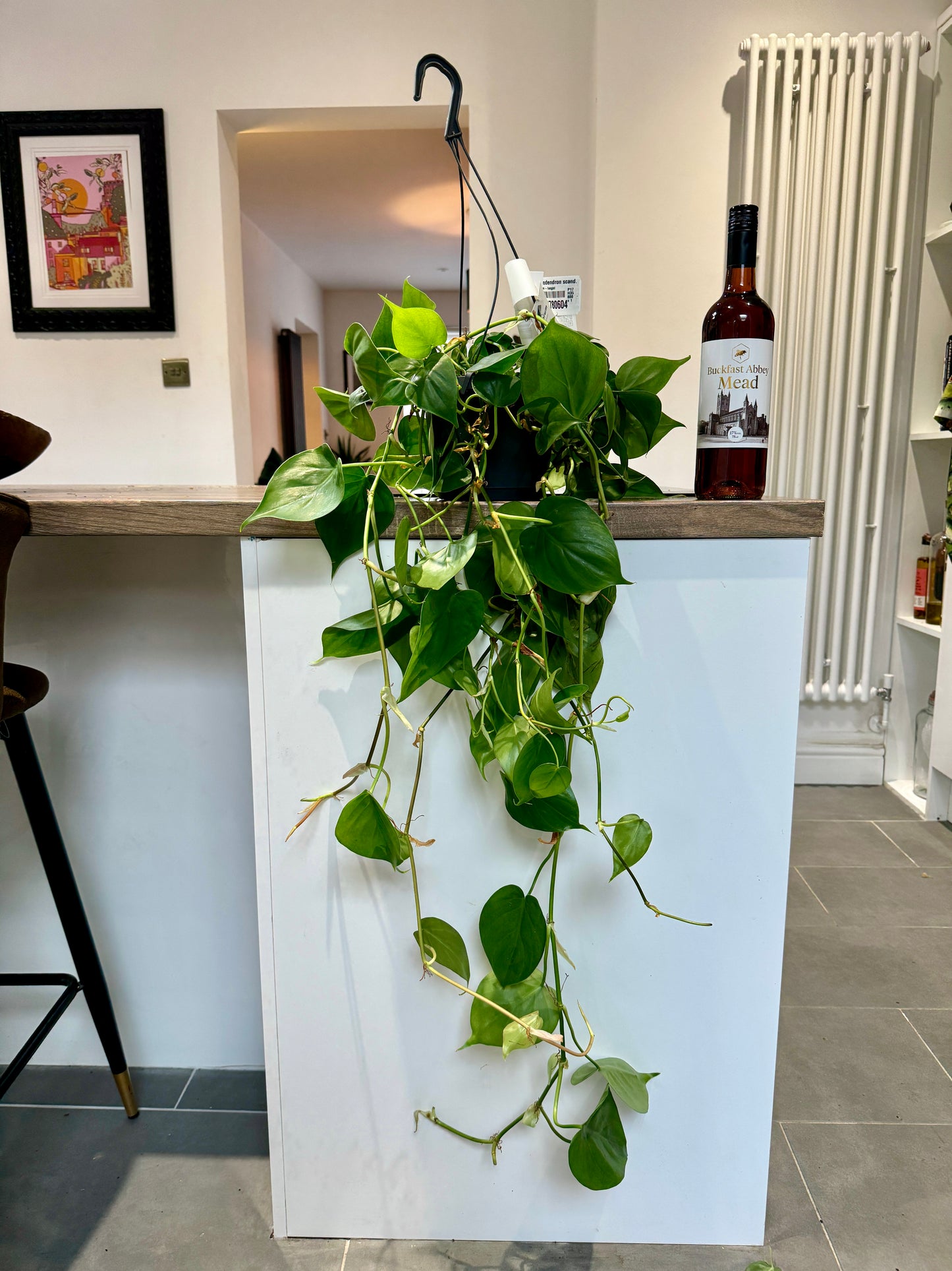 110cm XL Philodendron Scandens