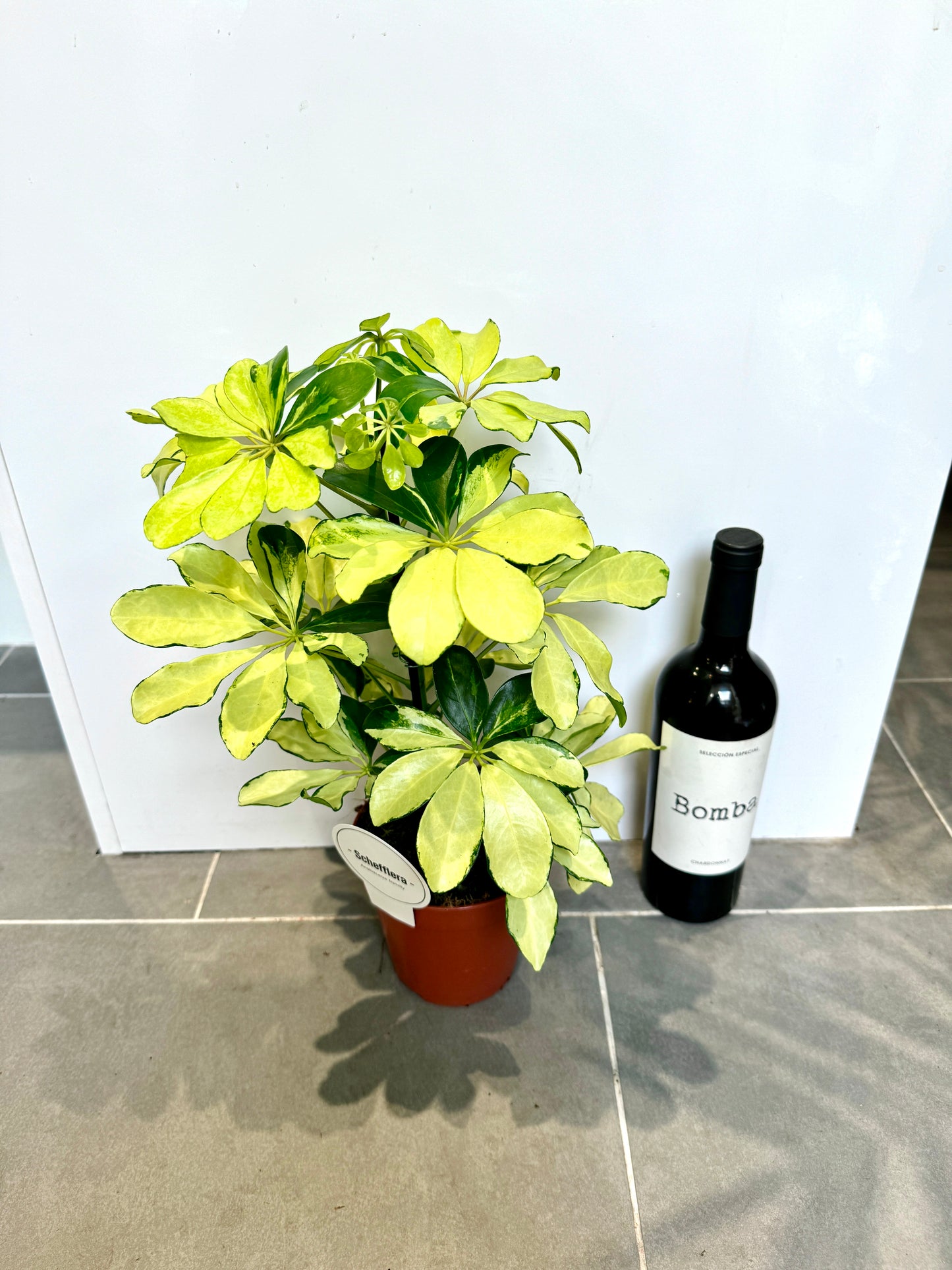 50cm Golden Umbrella Plant