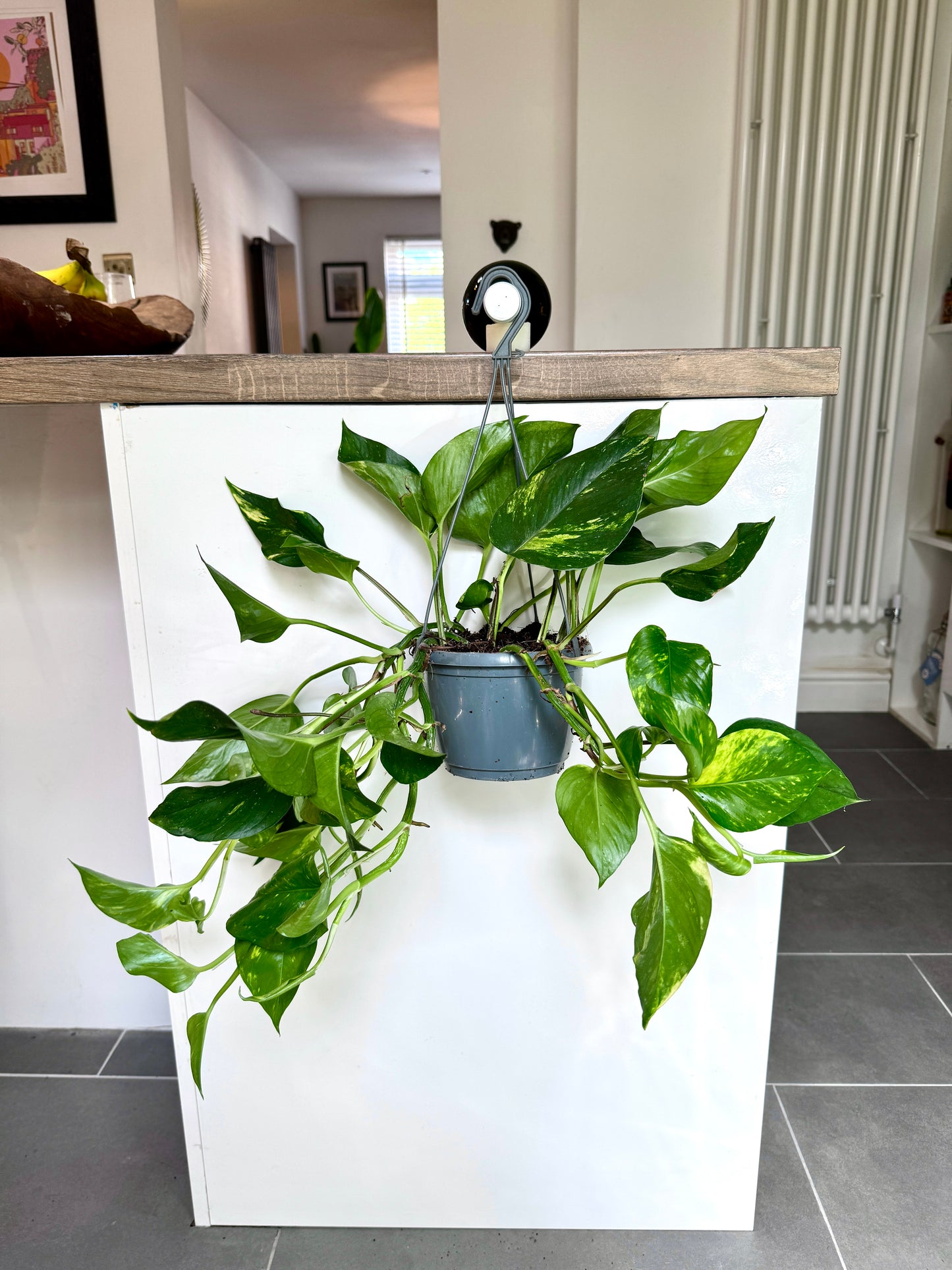 50cm Epipremnum Aureum (Devil’s Ivy)