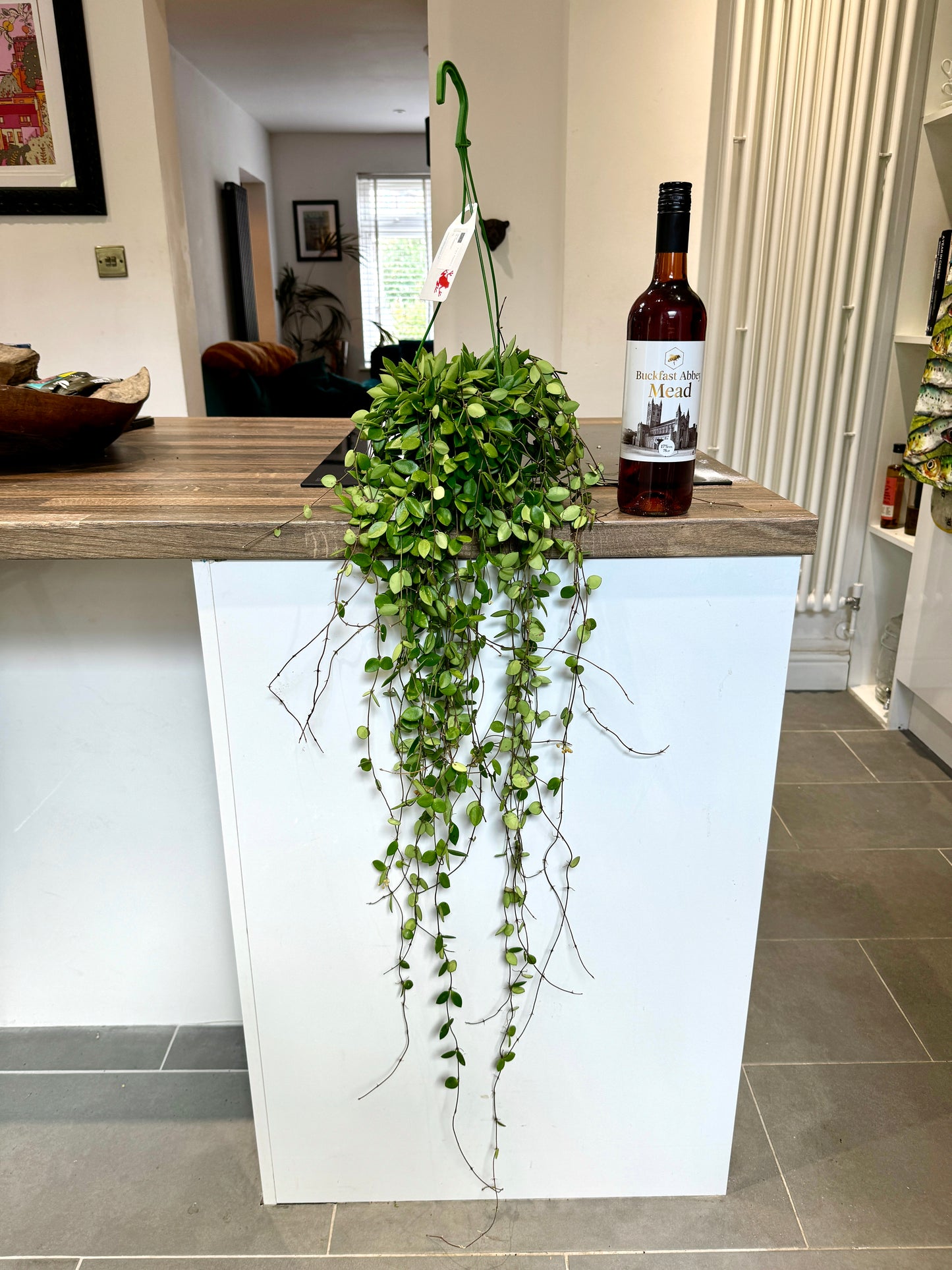 60cm Hanging Hoya