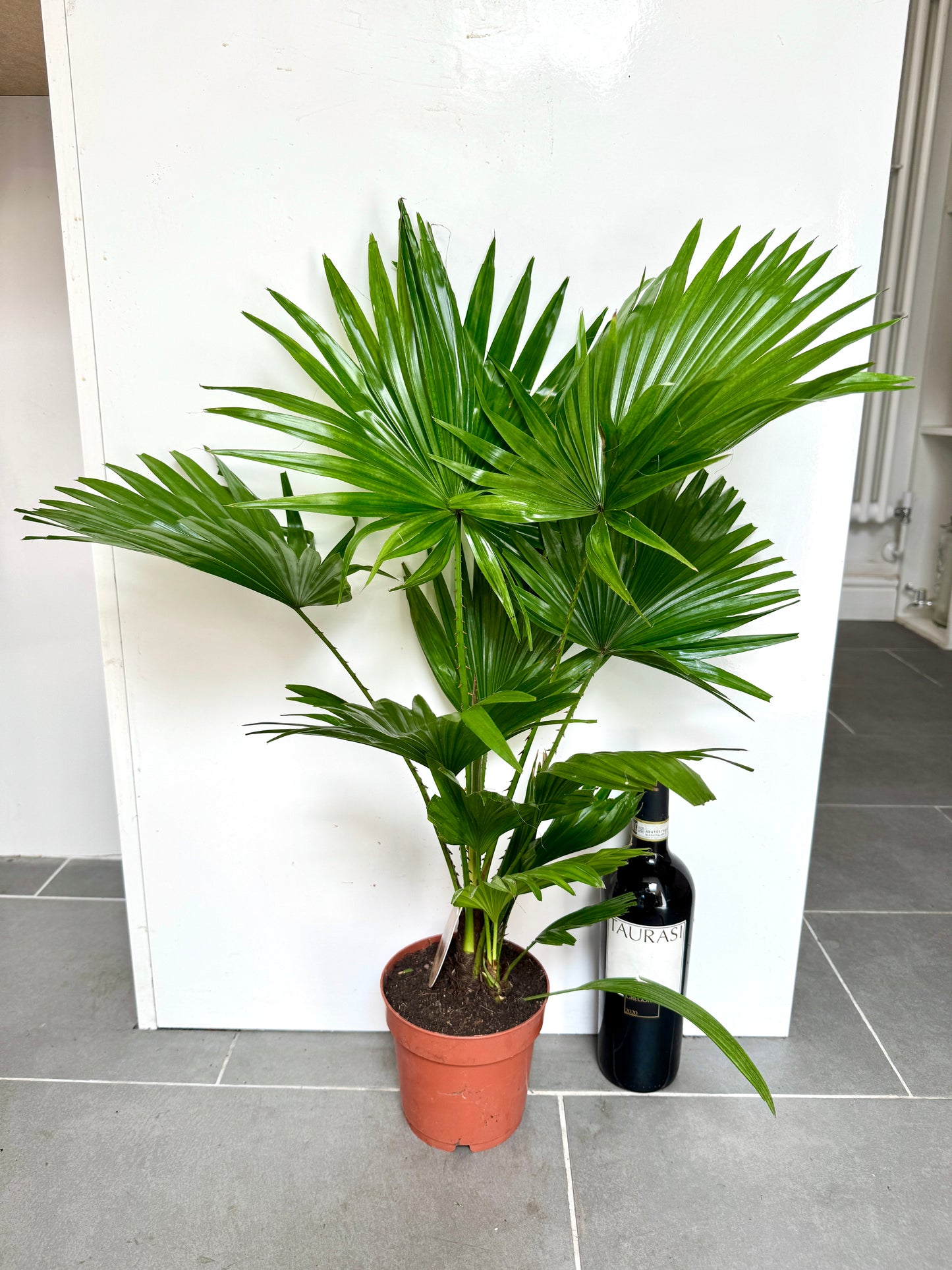 60cm Livistonia Rotundifolia (Footstool Palm)