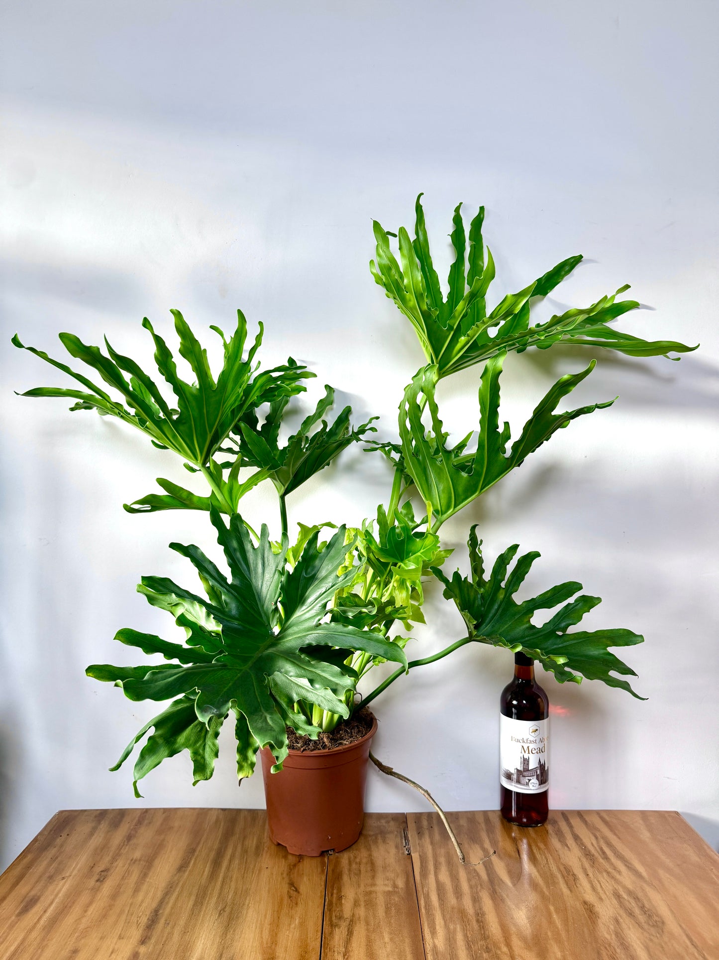 100cm Philodendron Selloum