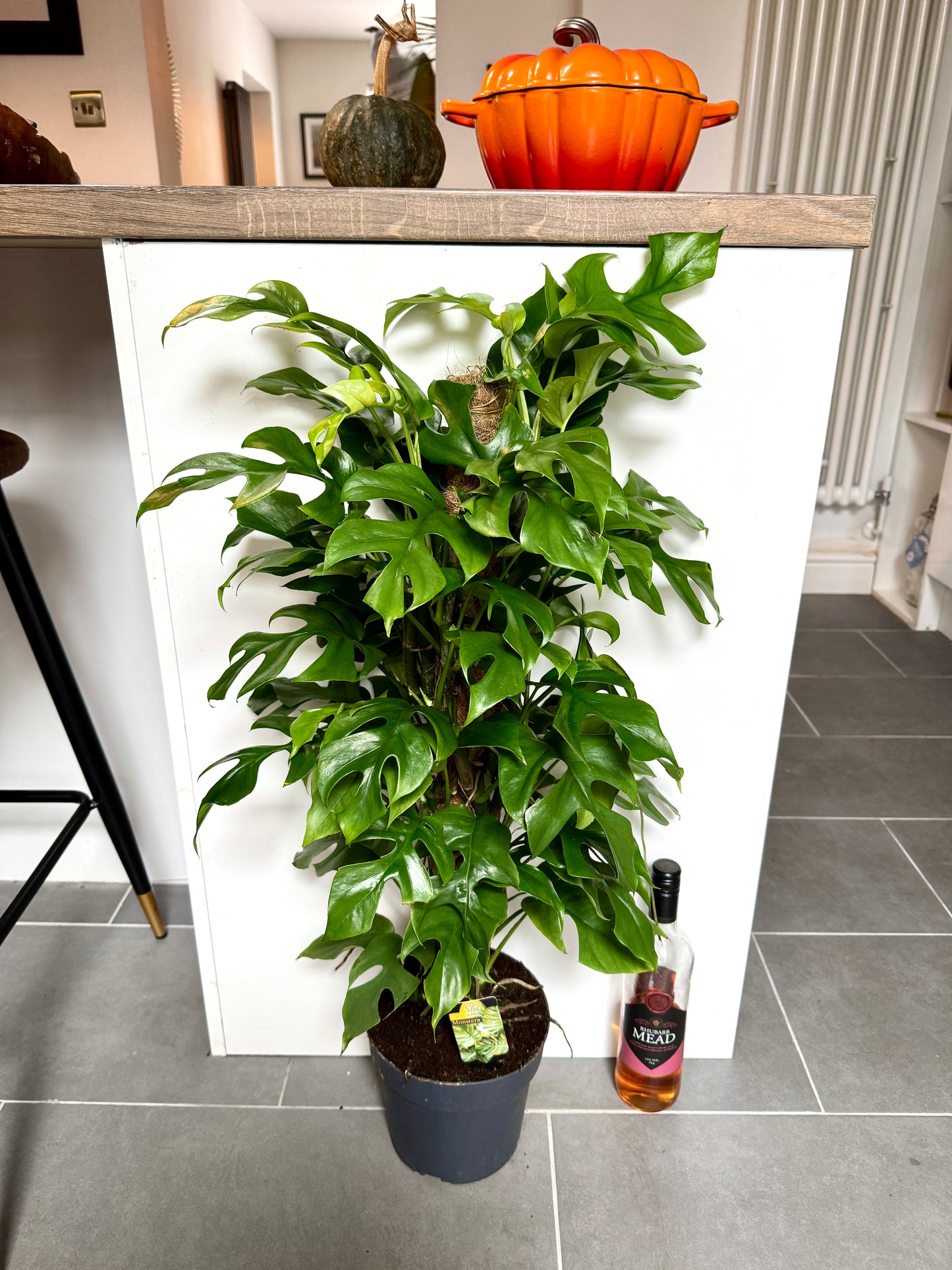 75cm Philodendron Minima