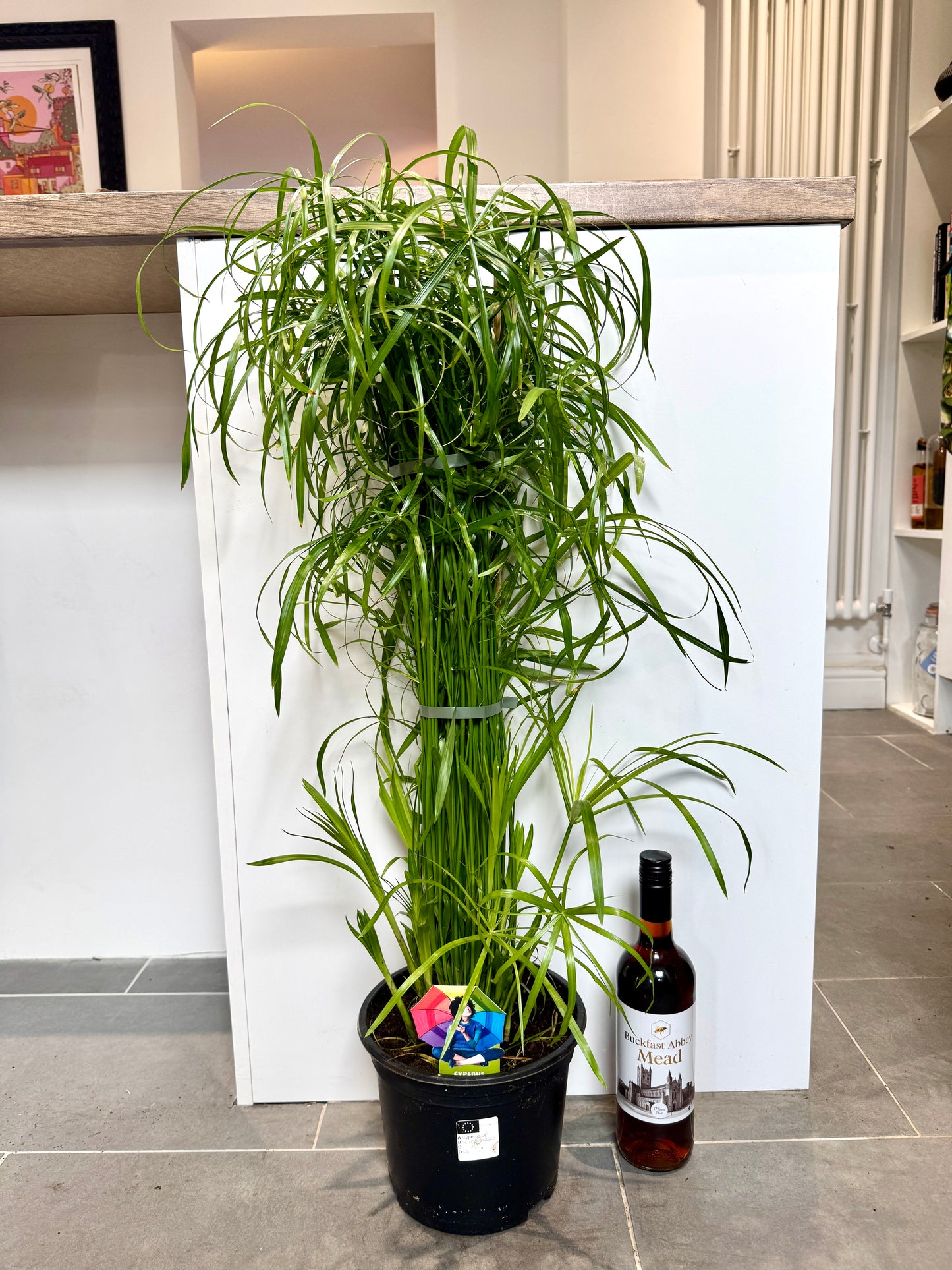 100cm Cyperus Alternifolius (Umbrella Papyrus)