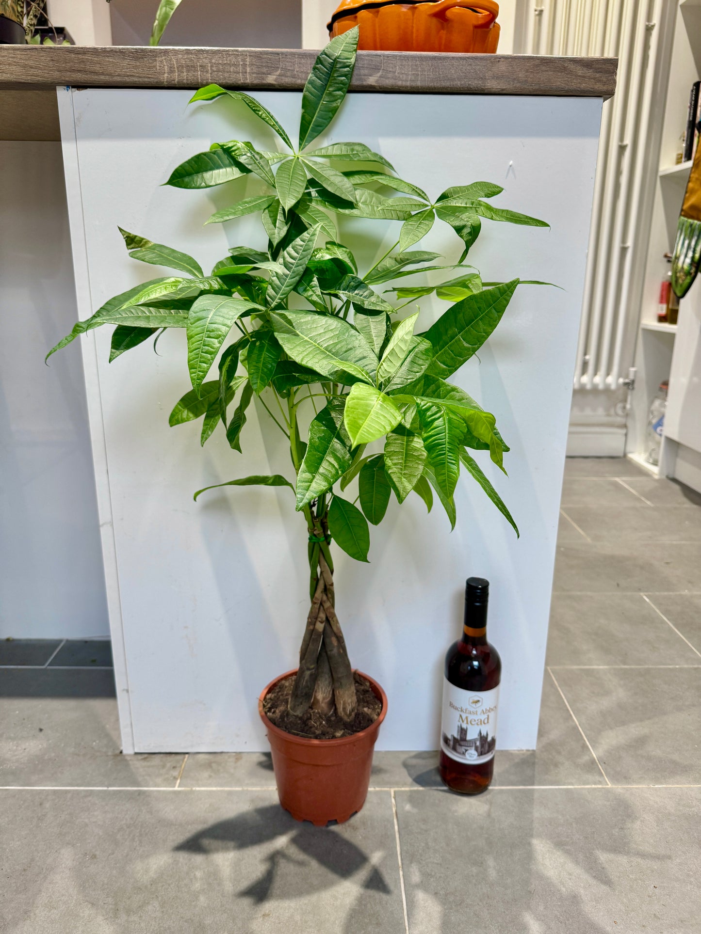 80cm Pachira Aquatica (Money Tree)