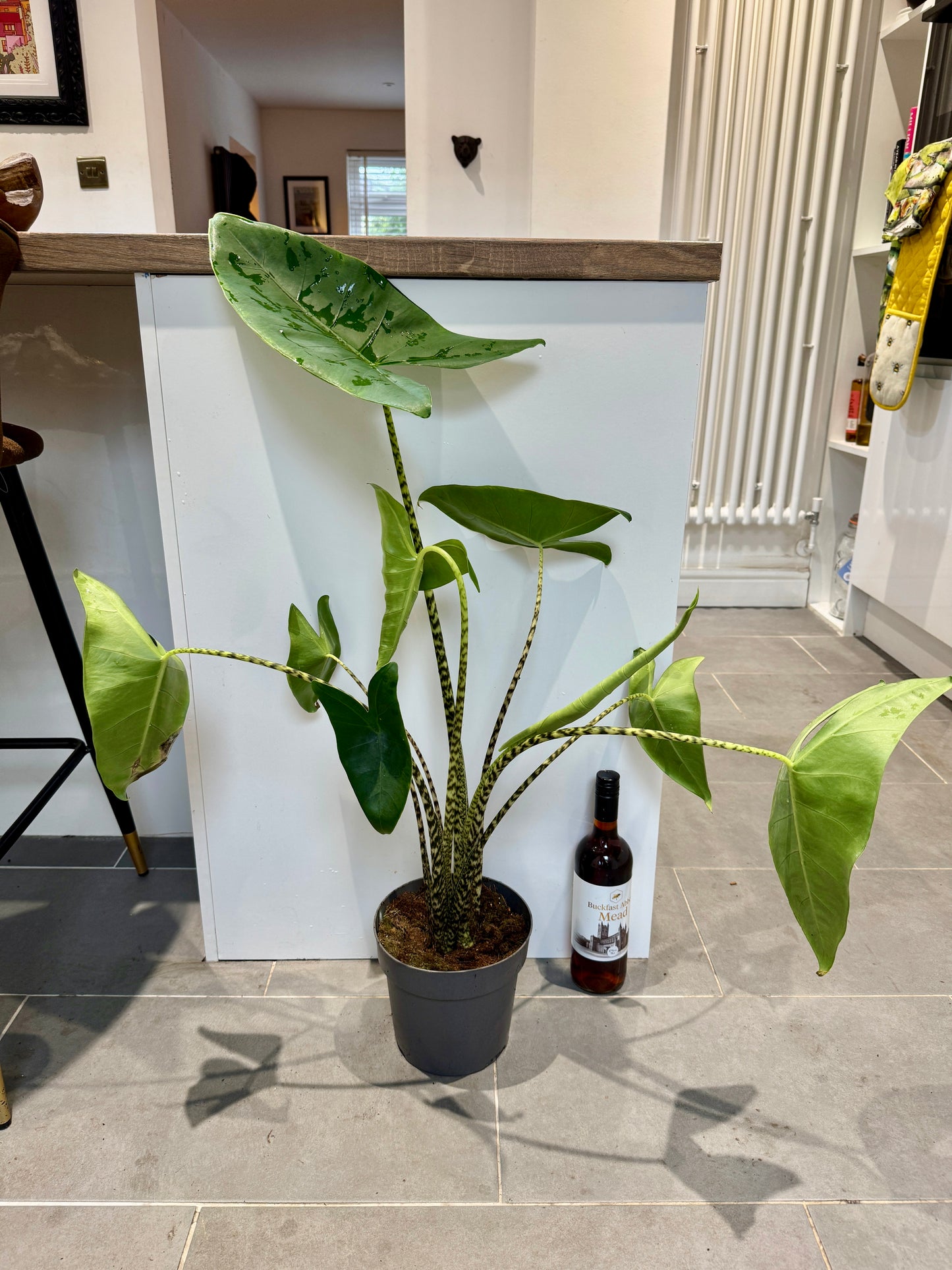 60cm Alocasia Zebrina