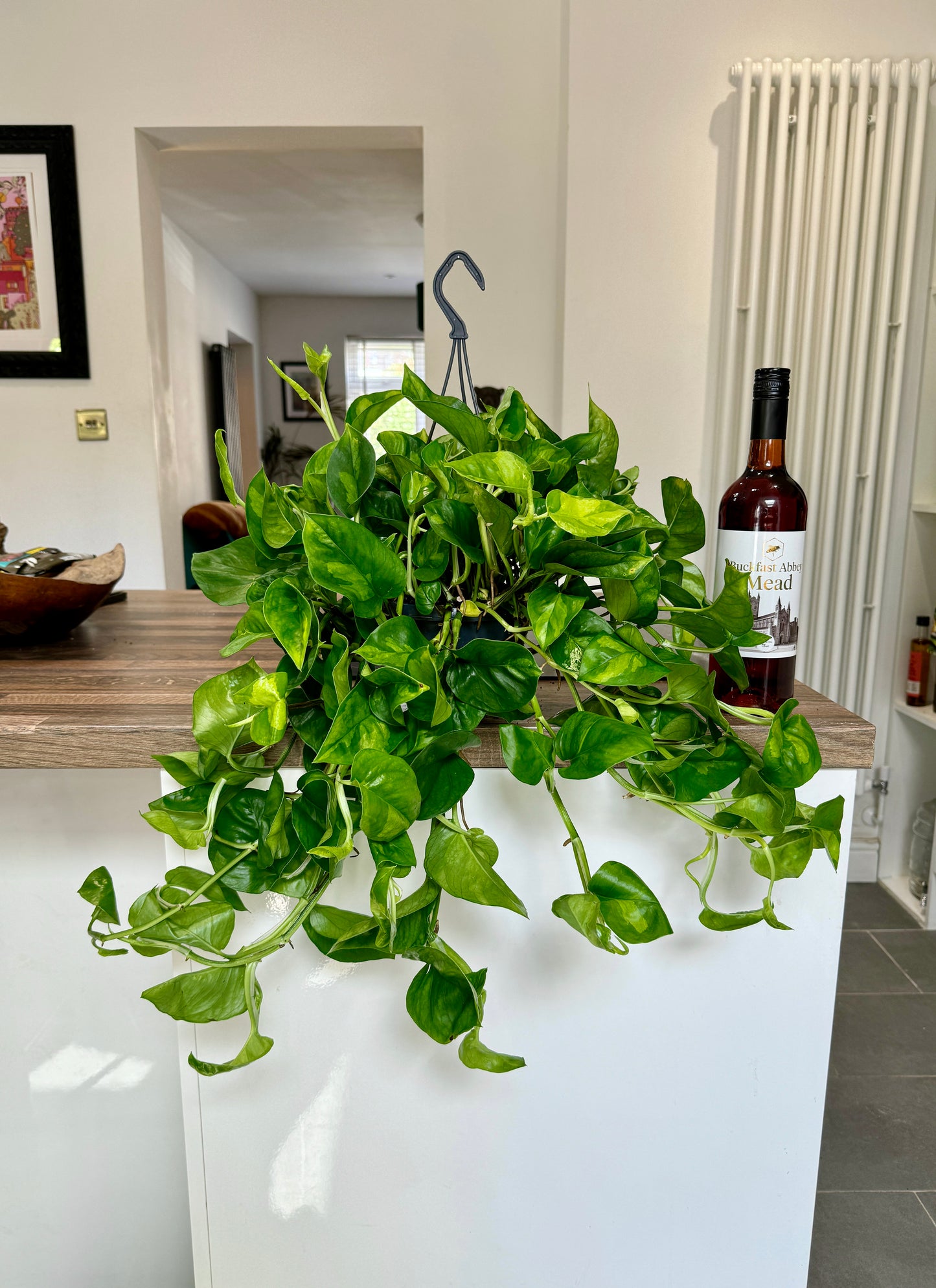 60cm Devils Ivy Global Green