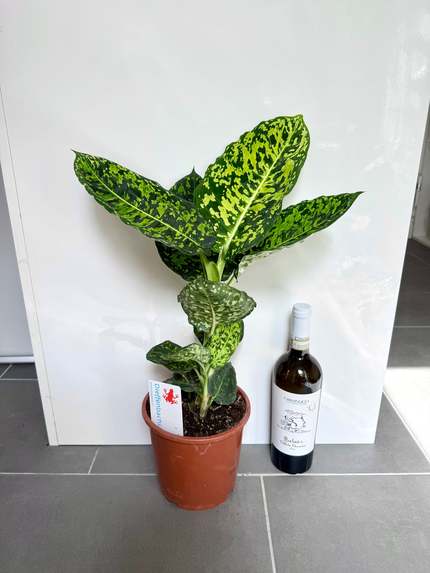 60cm Dieffenbachia Reflector