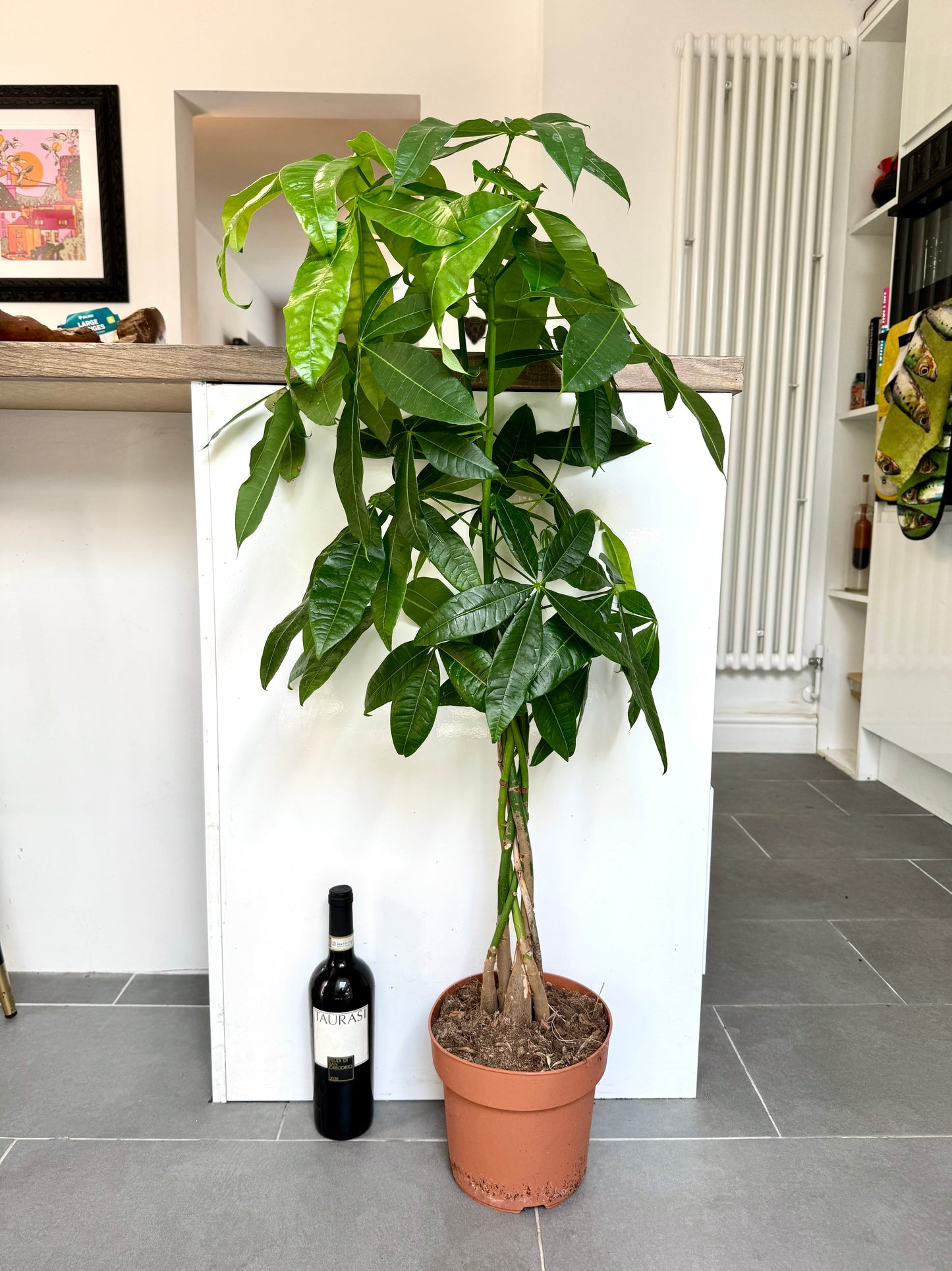 130cm Pachira Aquatica (Money Tree)