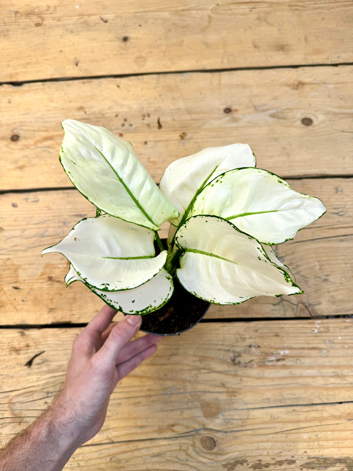 30cm Aglaonema White Joy