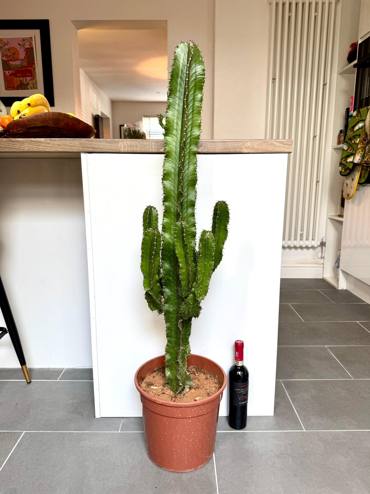 120cm Euphorbia Erytrea Cactus