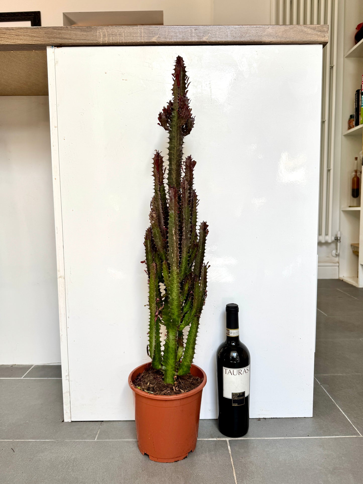 80cm Euphorbia Trigona Rubra Cactus