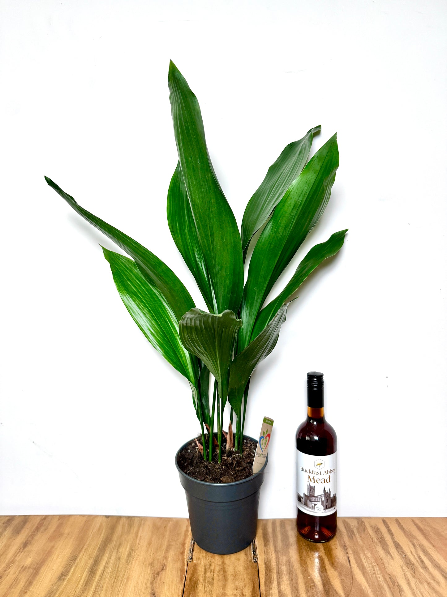 70cm Aspidistra Elatior (Cast Iron Plant)