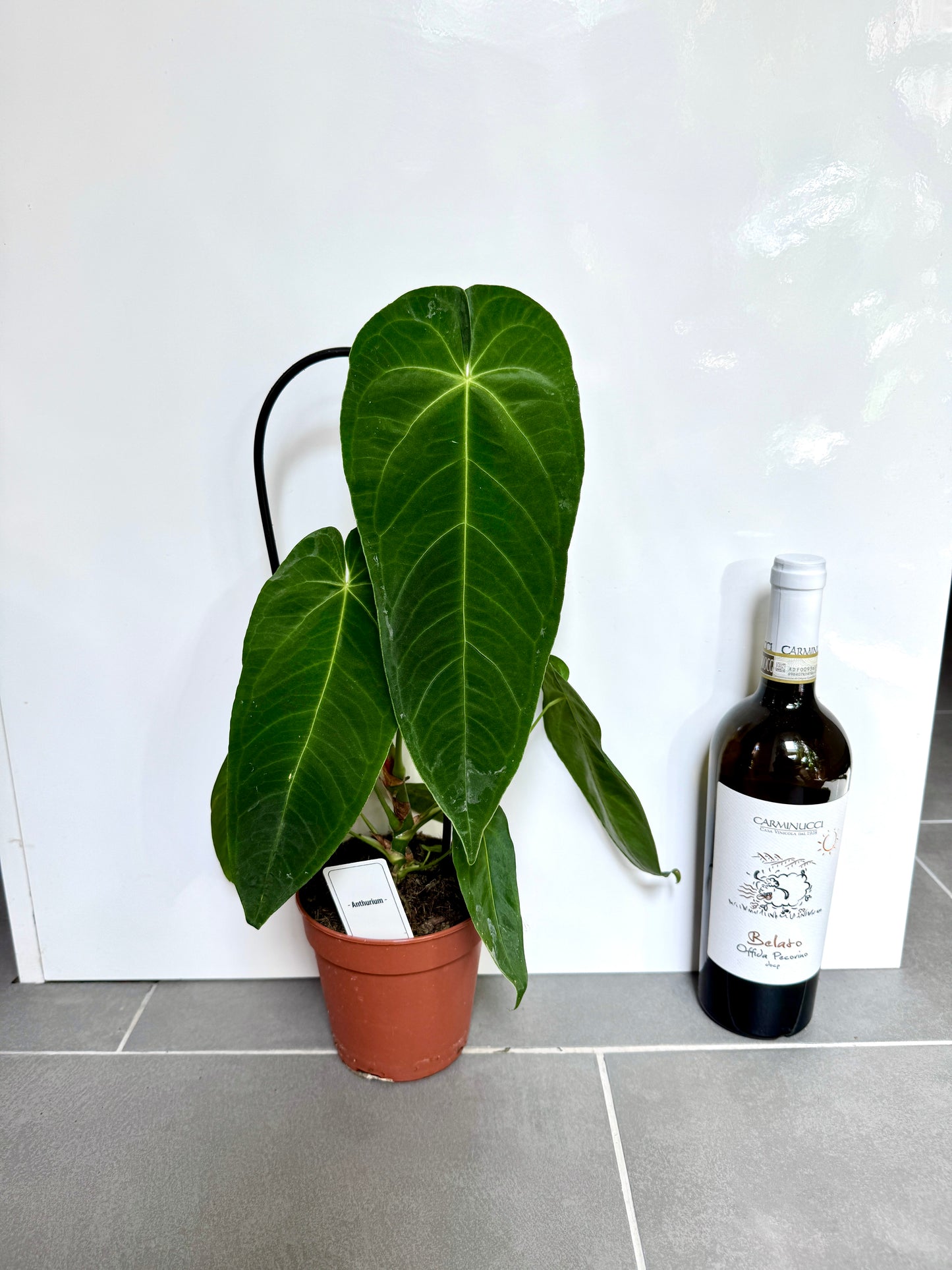 50cm Anthurium Queremalense