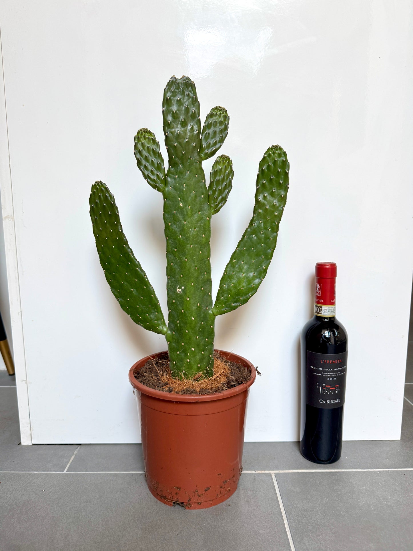 70cm Opuntia Cactus