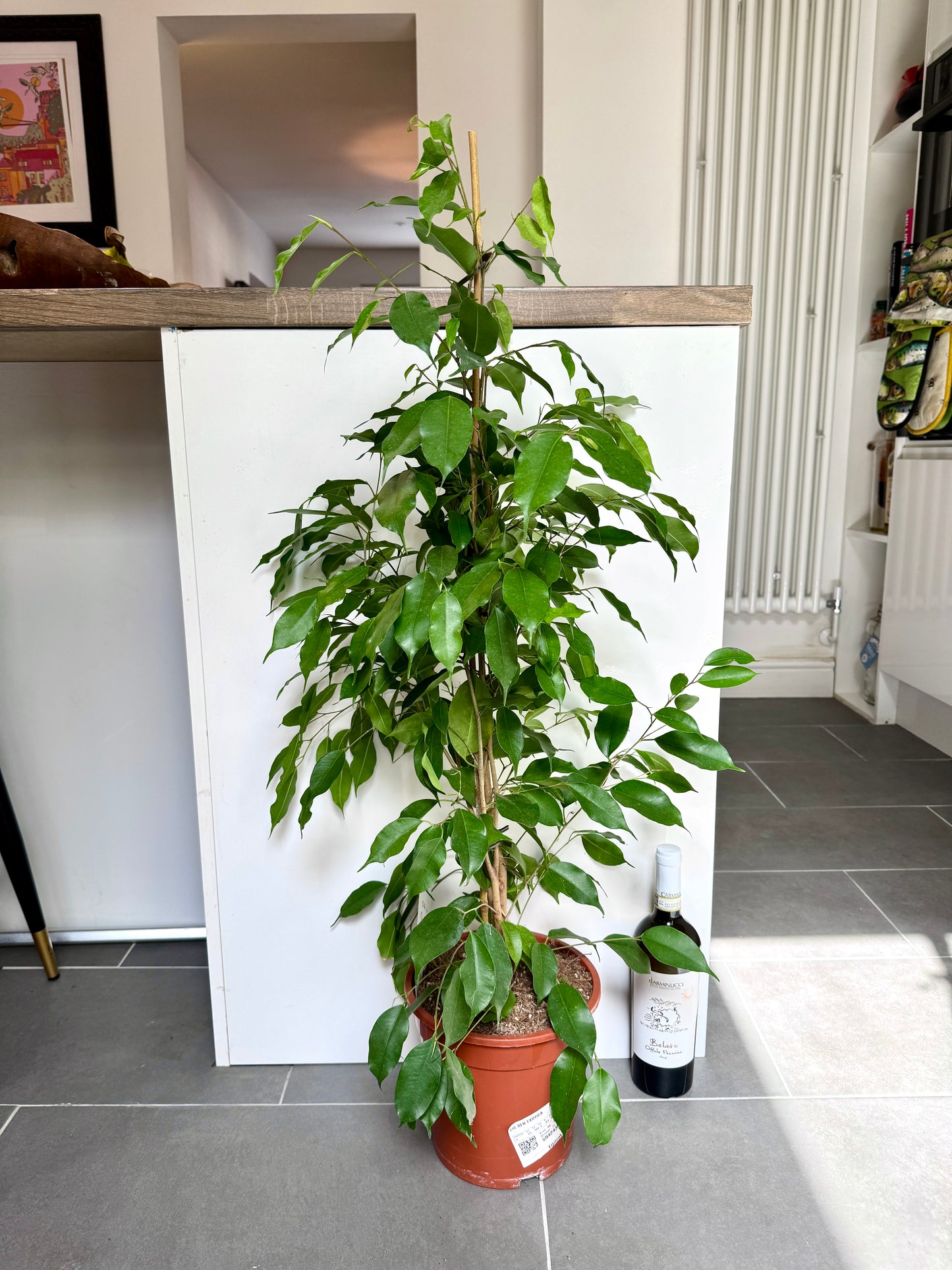 110cm Ficus Benjamina Exotica