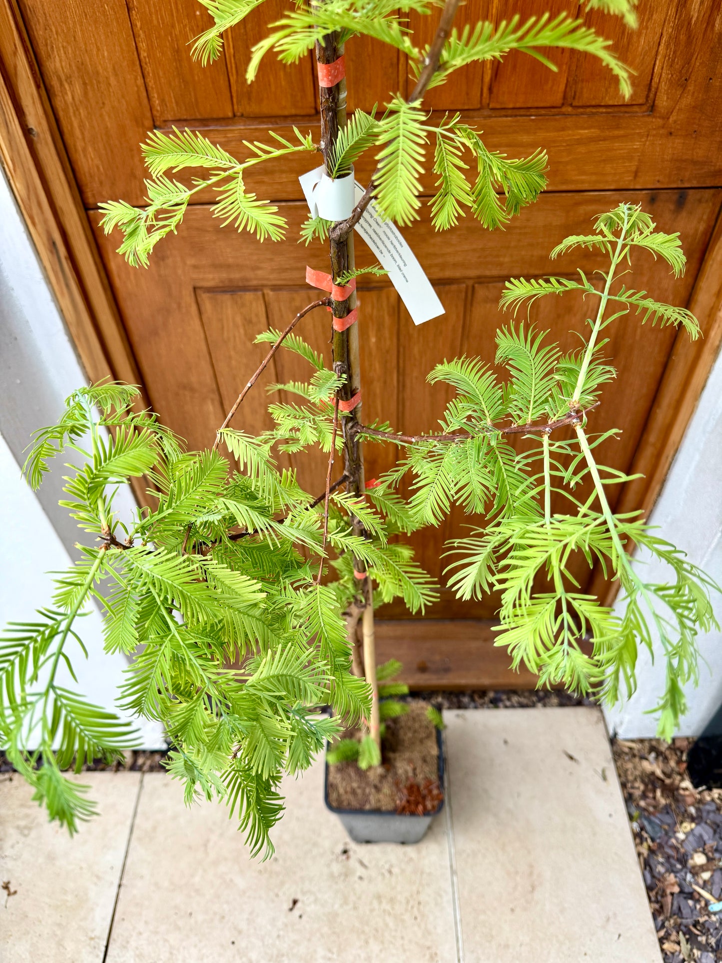 180cm Outdoor Metasequoia Glyptostroboides (Dawn Redwood Tree)