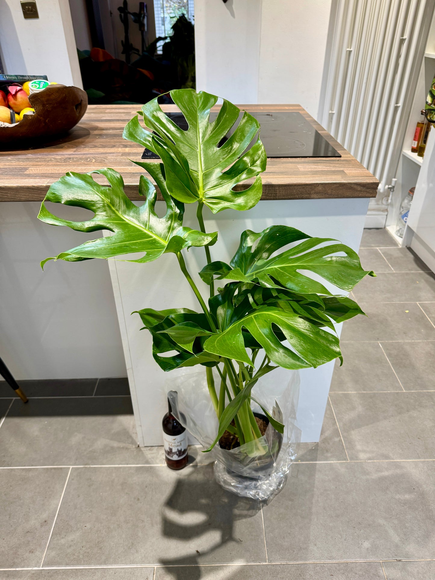 110cm Monstera Deliciosa (Swiss Cheese Plant)