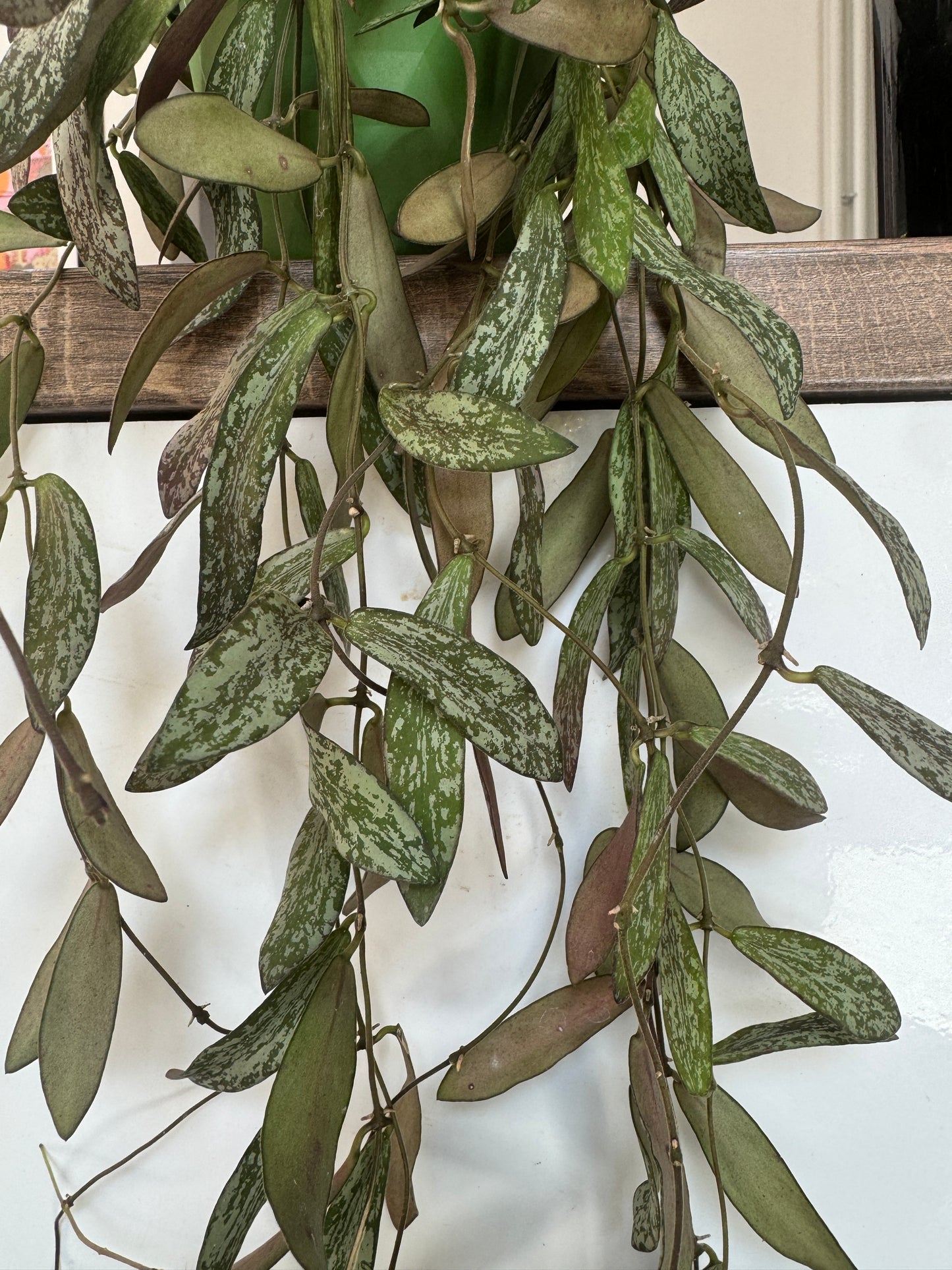 60cm Hoya Sigillatis