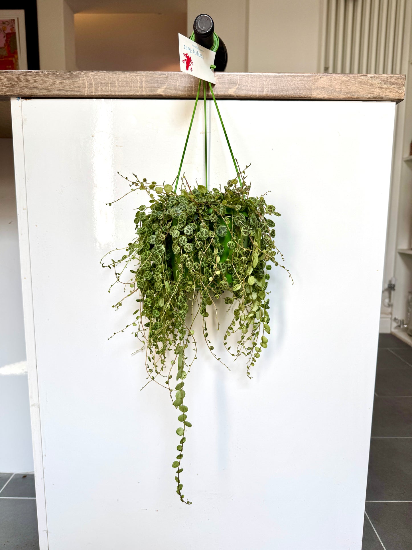 40cm String of Turtles (Peperomia Prostrata)