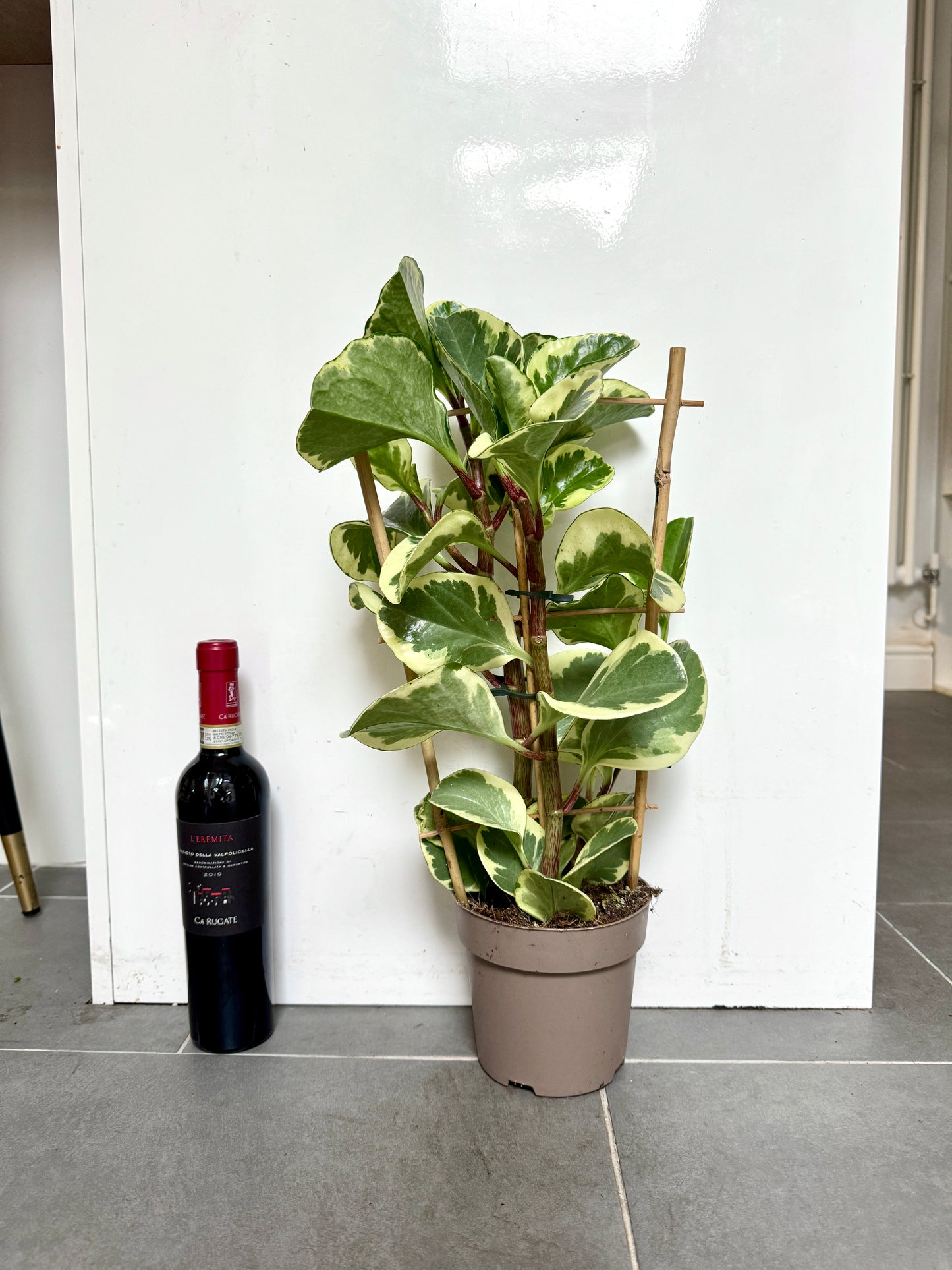 60cm Peperomia Obtusifolia
