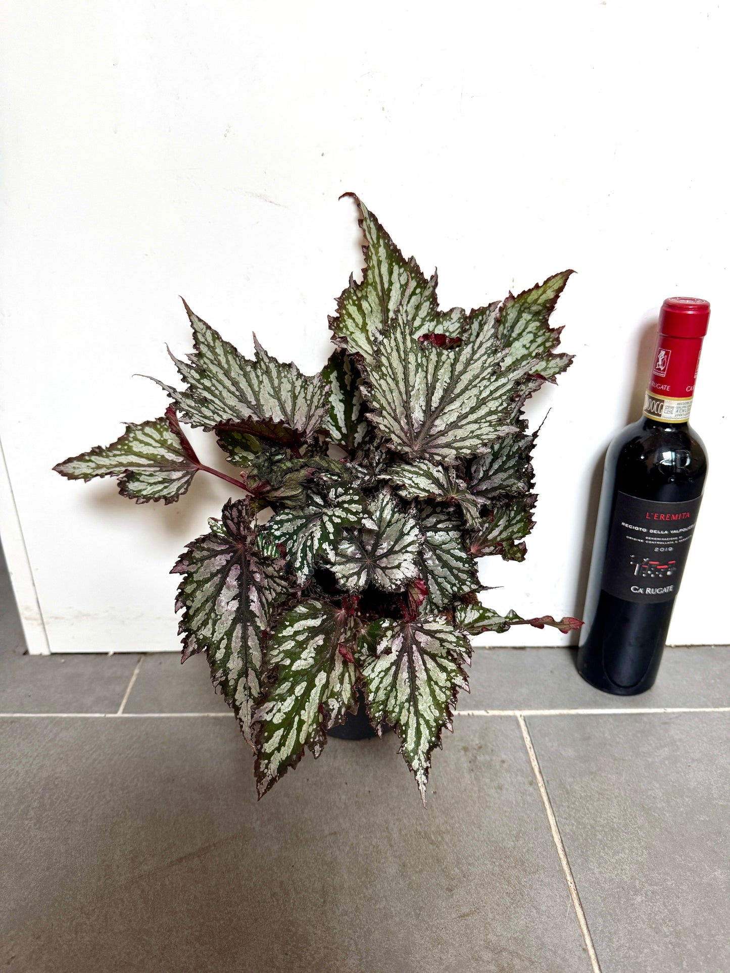 30cm Begonia Magic