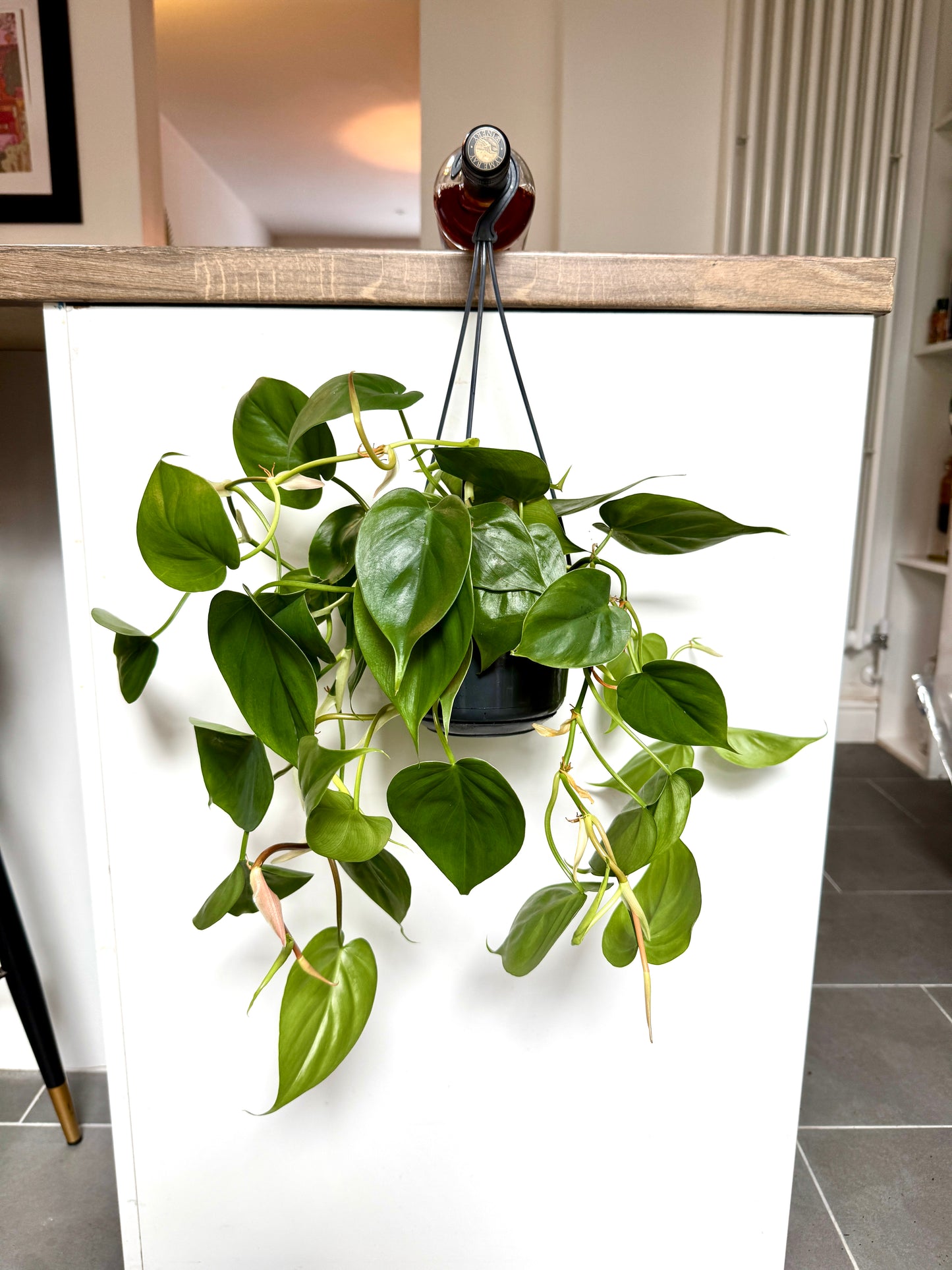 40cm Hanging Philodendron Scandens