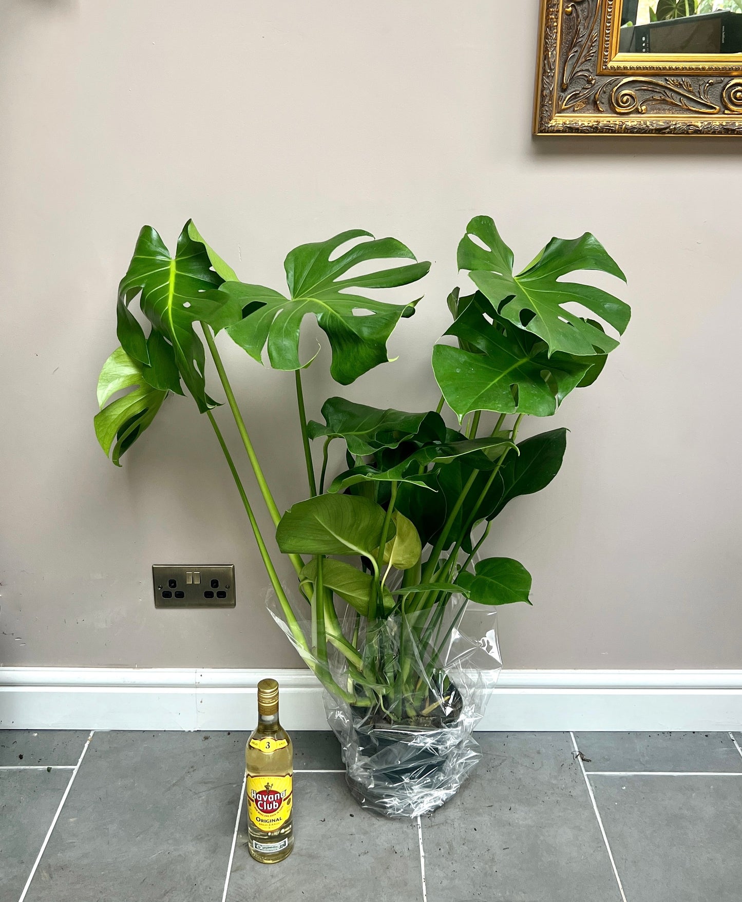 100cm Swiss Cheese Monstera Deliciosa