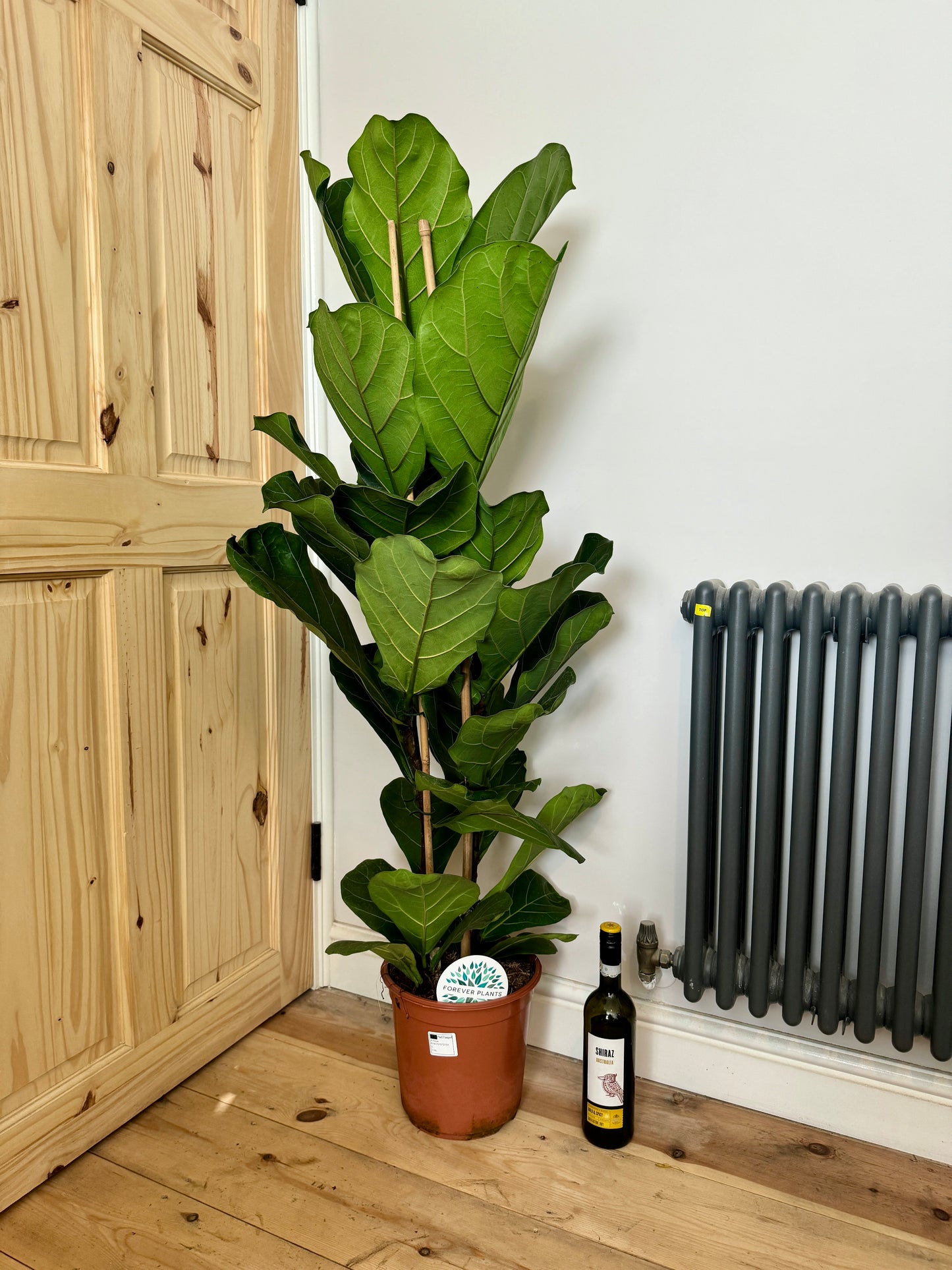 140cm Double Stemmed Ficus Lyrata (Fiddle Leaf Fig)