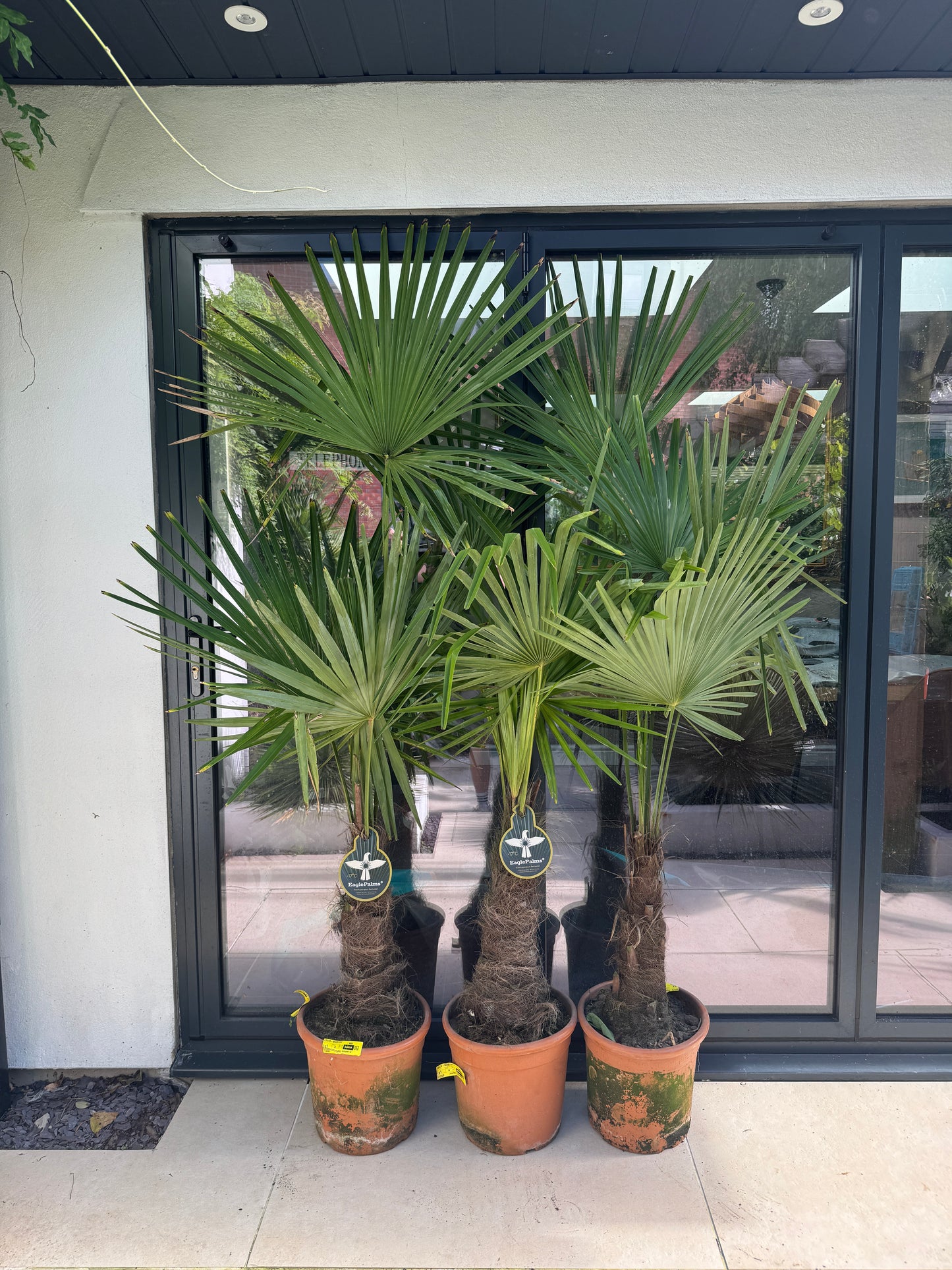 180cm Trachycaprus Fortunei Palm