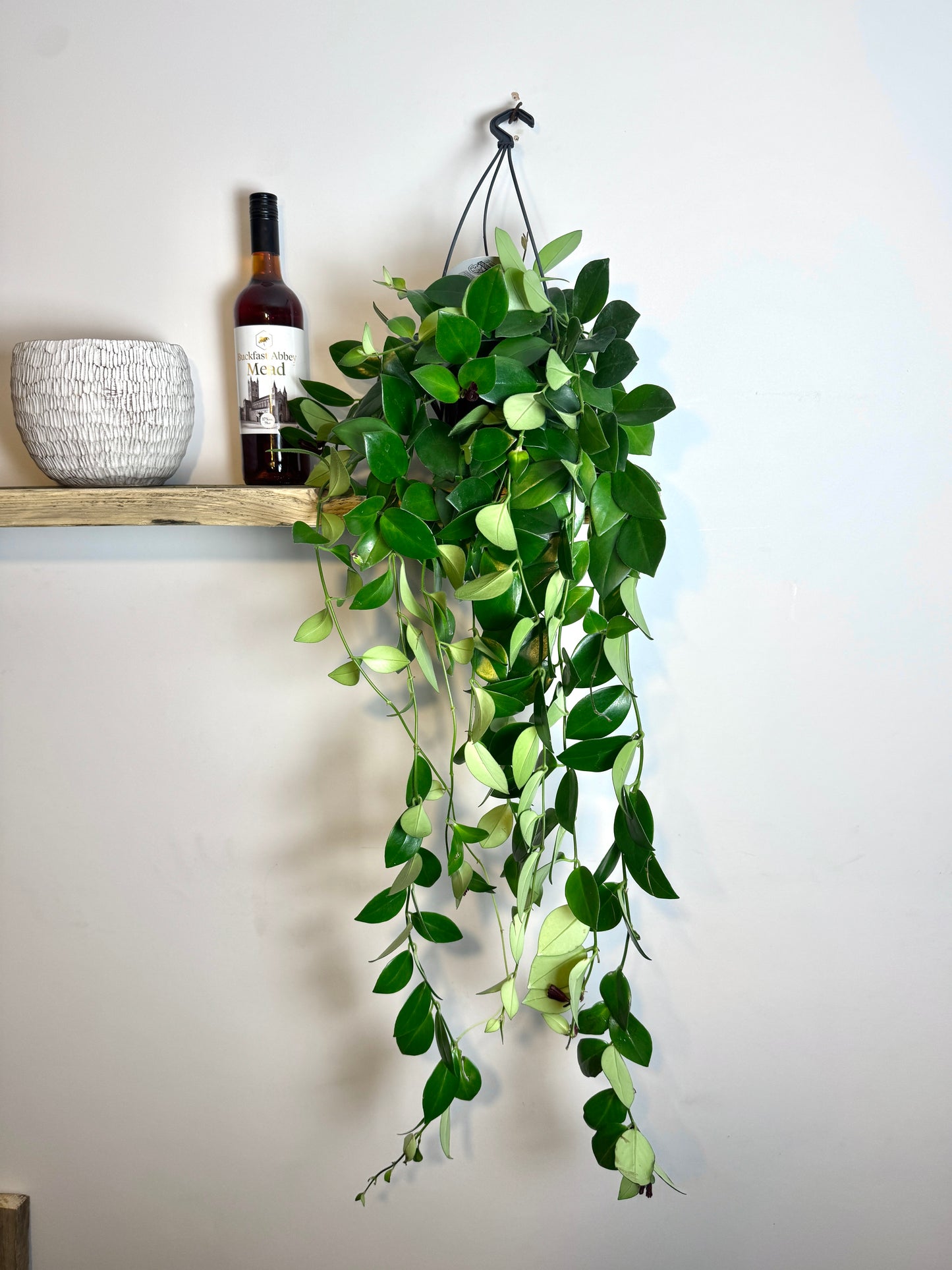 75cm Hanging Aeschynanthus Mona Lisa