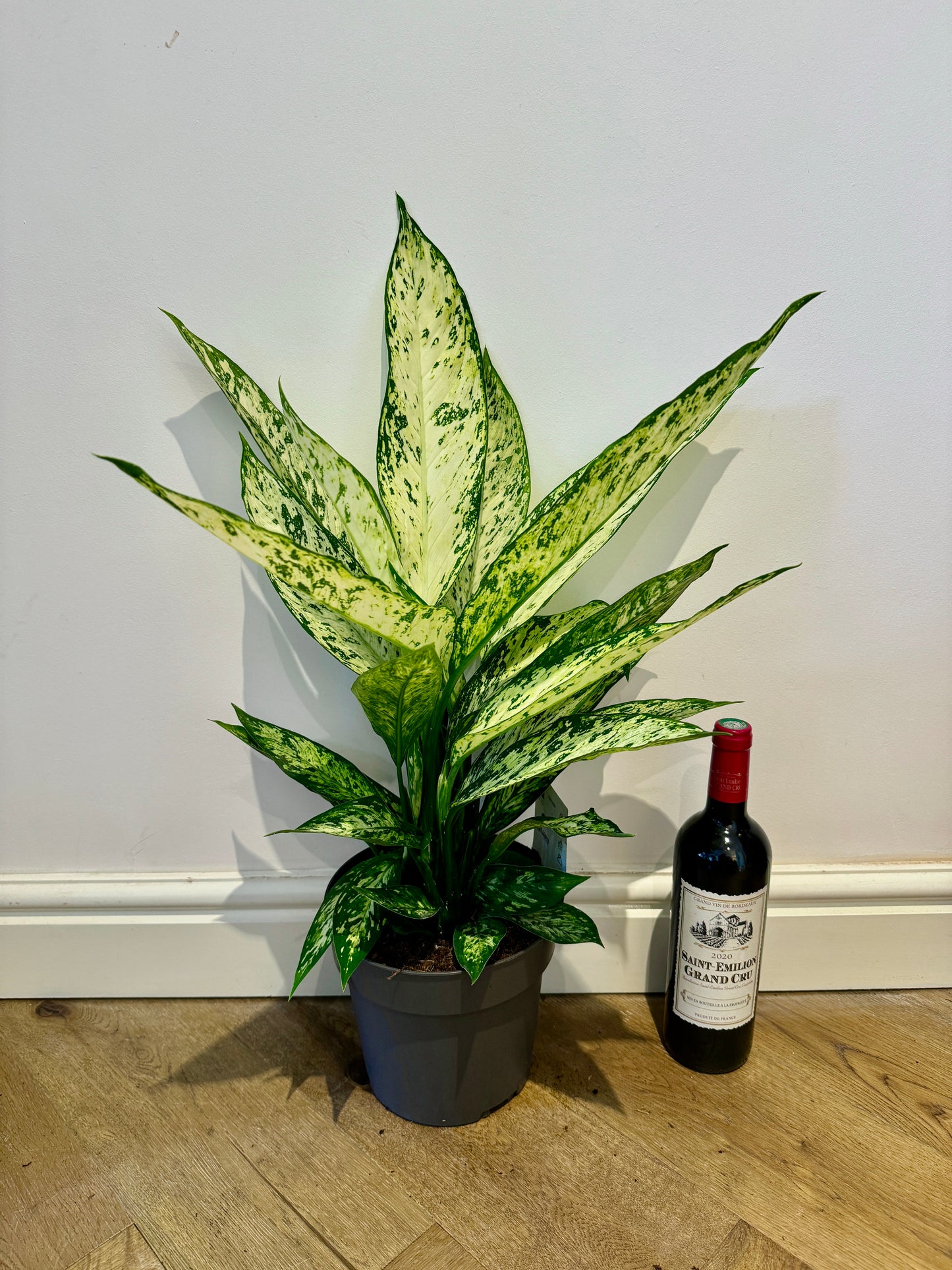 65cm Dieffenbachia Vesuvius