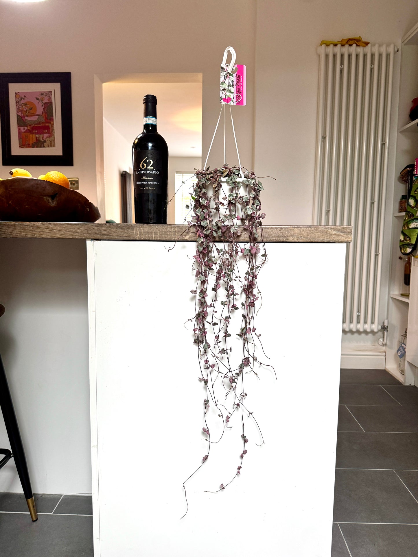 70cm Variegated Hanging String of Hearts (Ceropegia woodii)