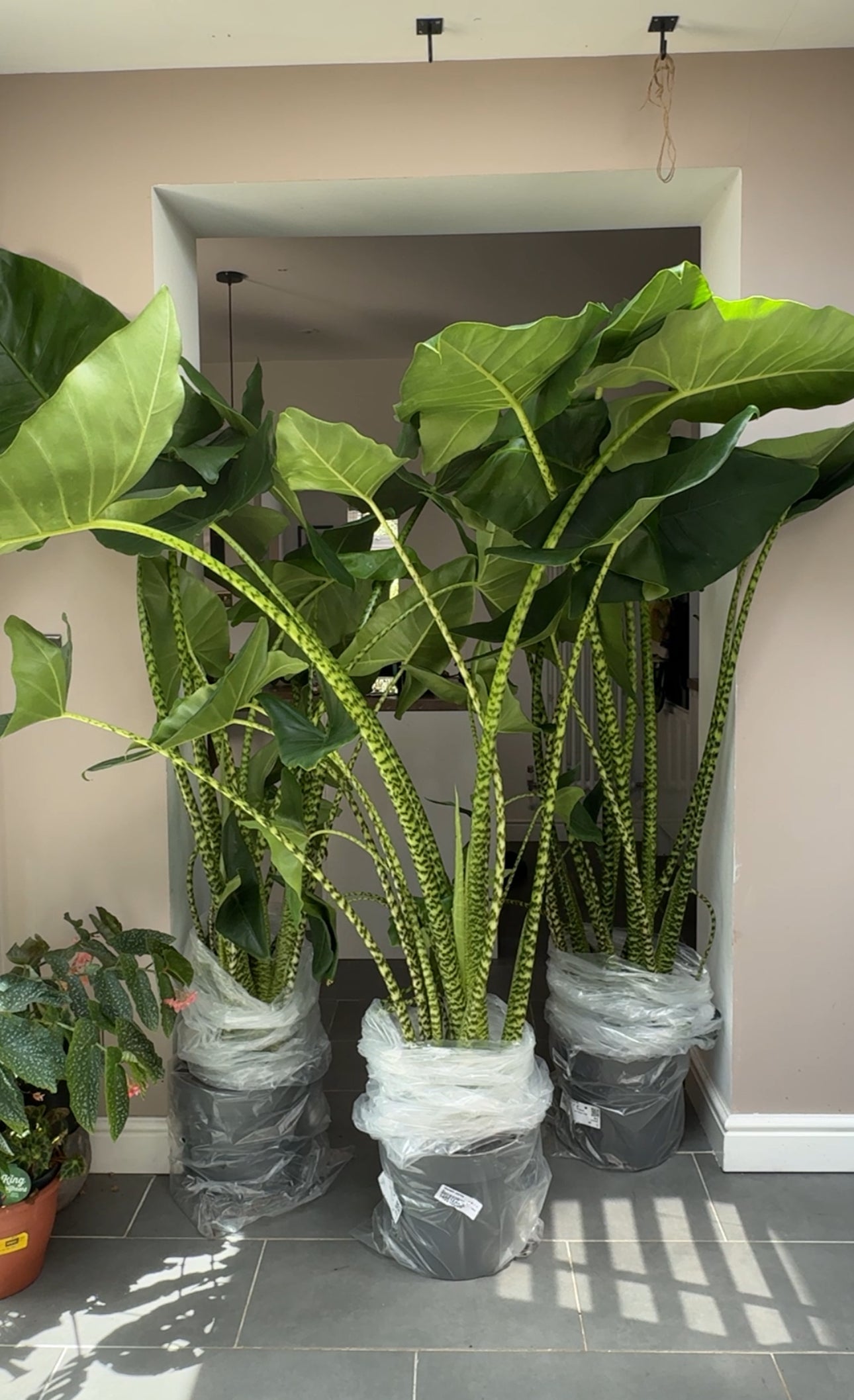 180cm Giant Alocasia Zebrina