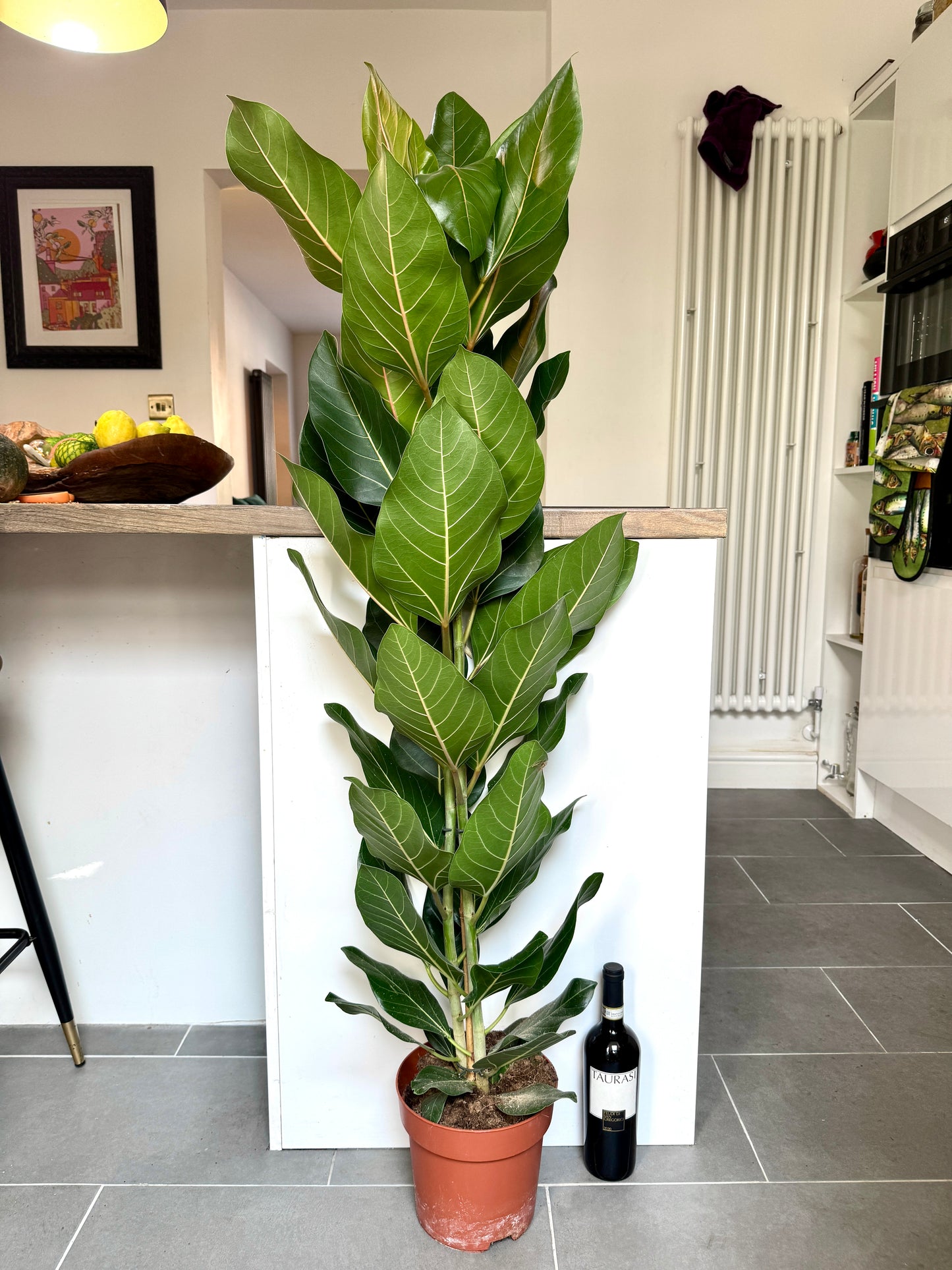 130cm Ficus Benghalensis Joy
