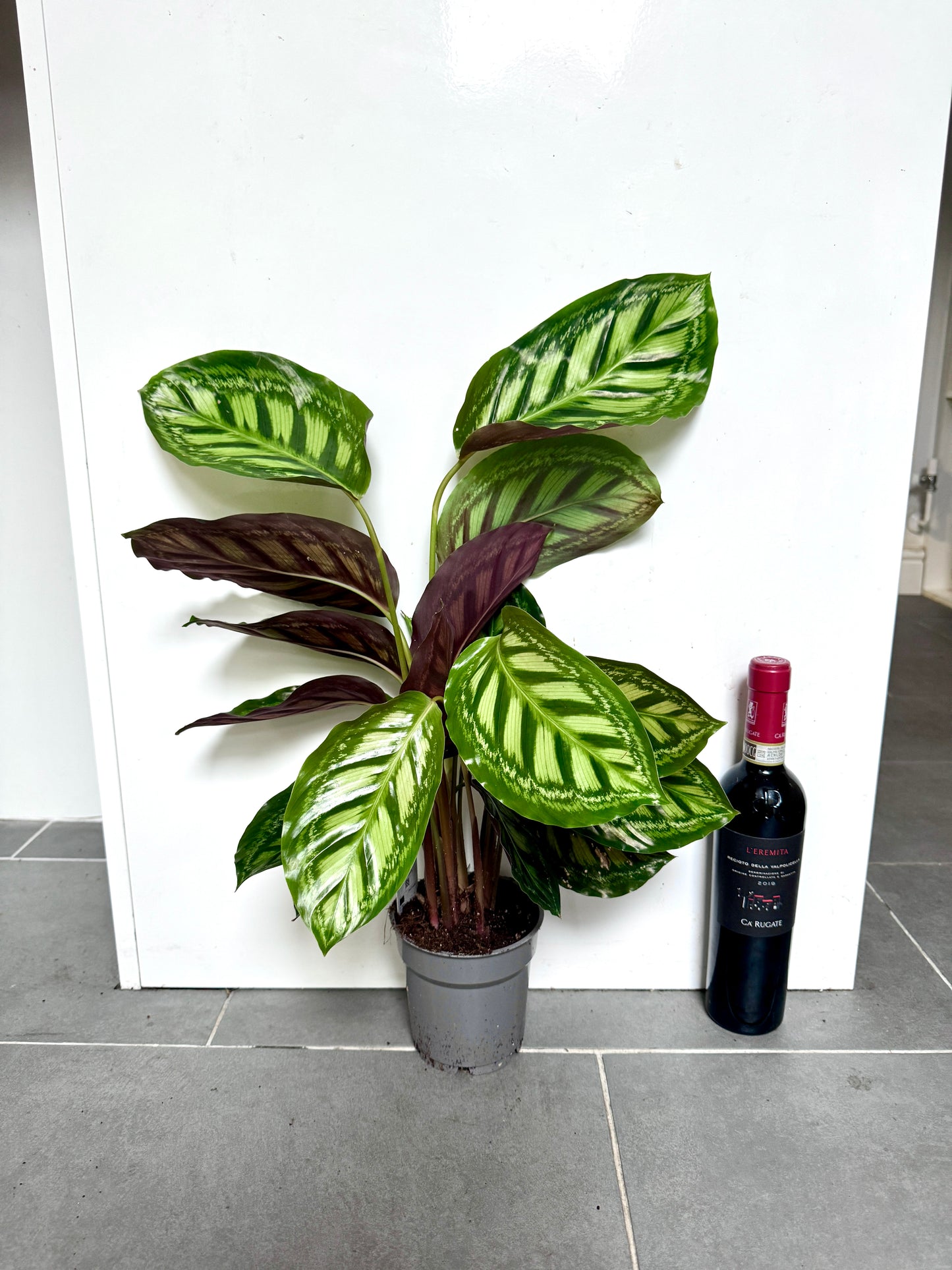 55cm Calathea Flamestar