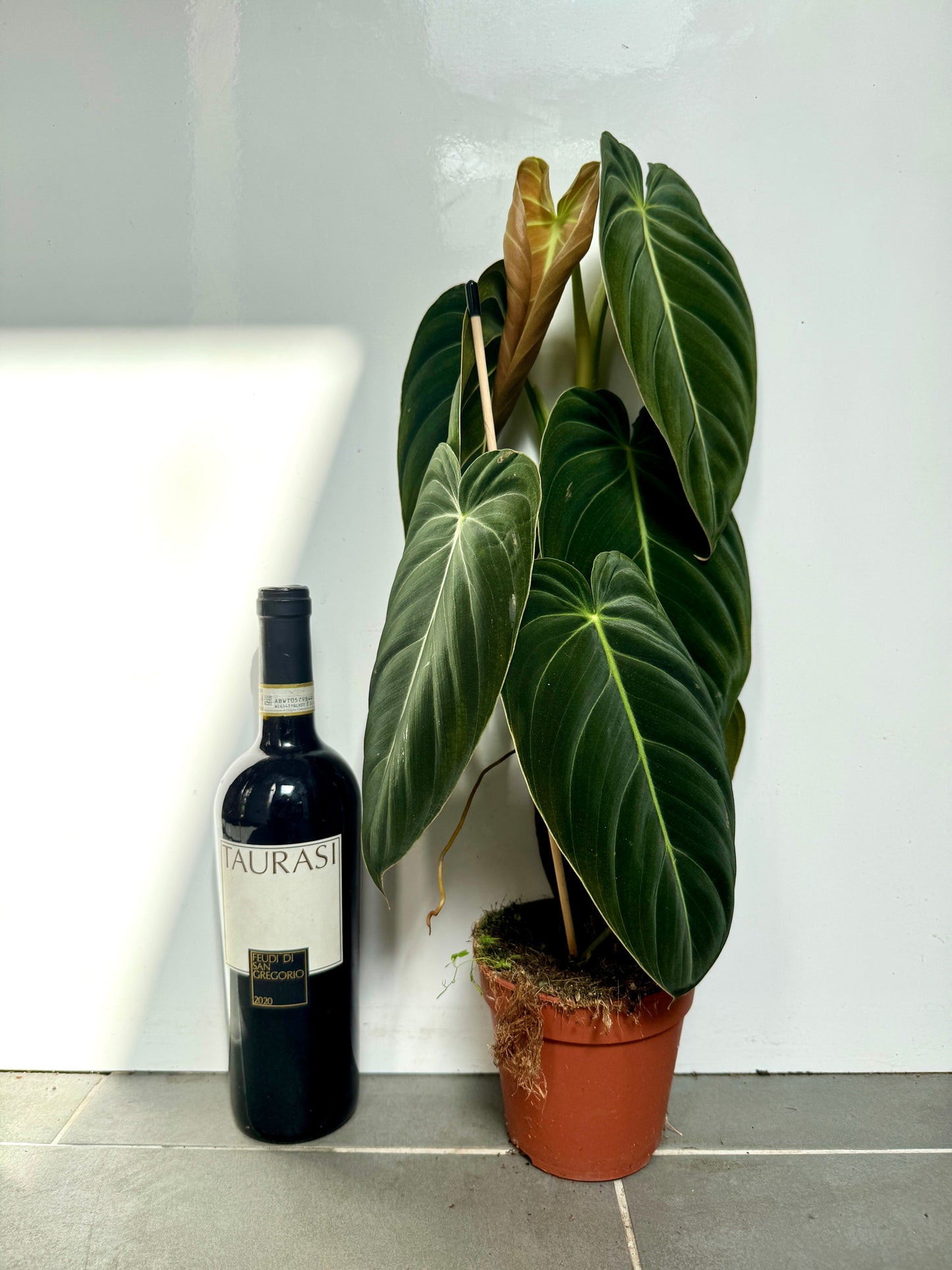 60cm Philodendron Melanochrysum