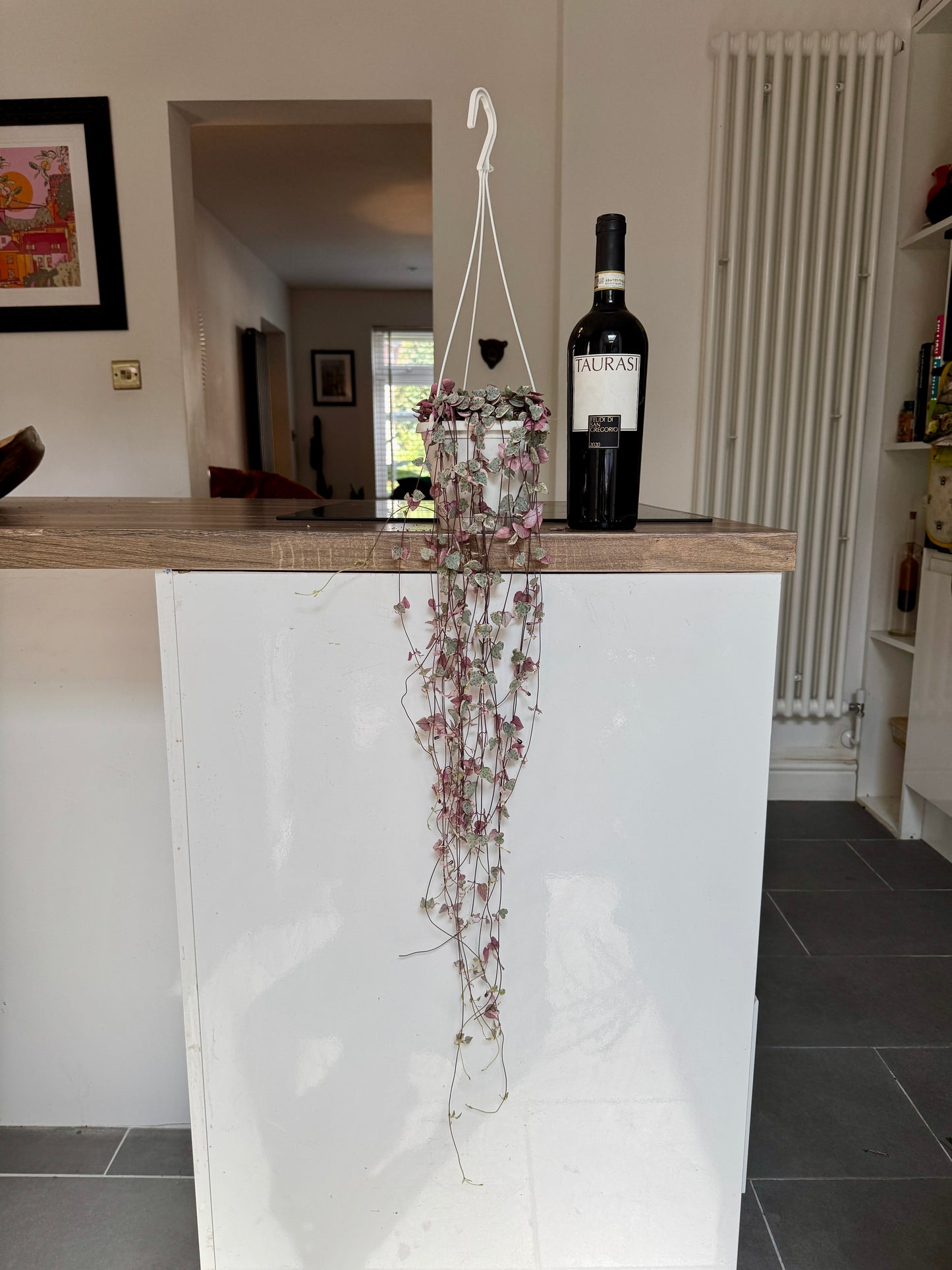70cm Variegated Hanging String of Hearts (Ceropegia woodii)