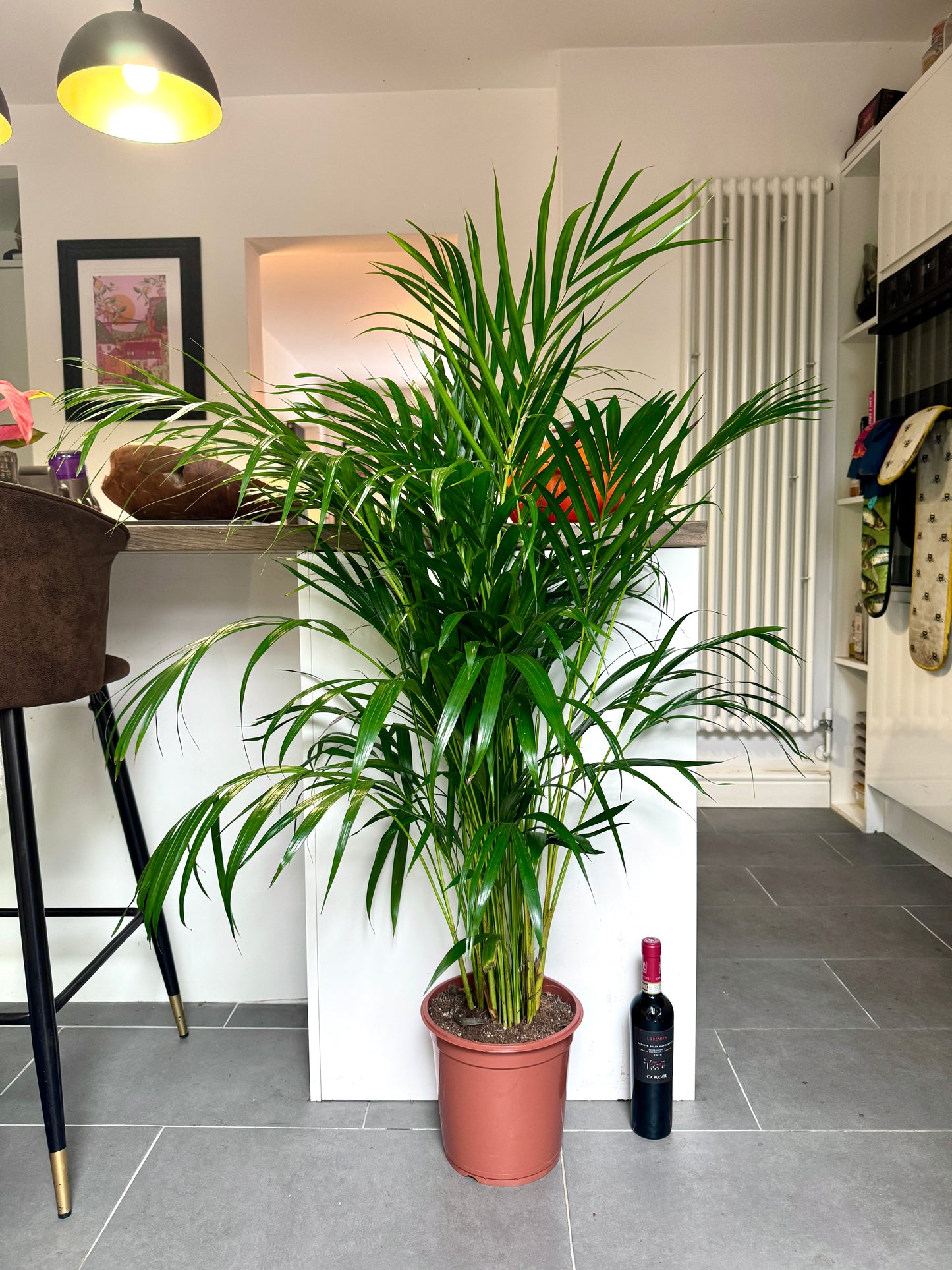 140cm Dypsis Lutescens (Areca Palm)