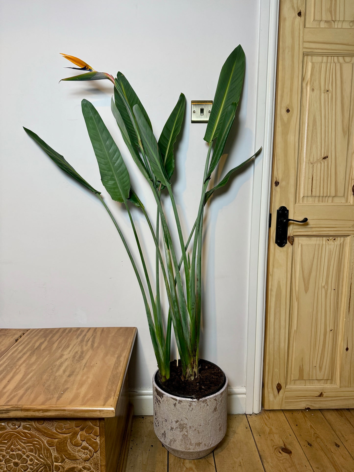 160cm Strelitzia Reginae (Orange Flowering Bird of Paradise)