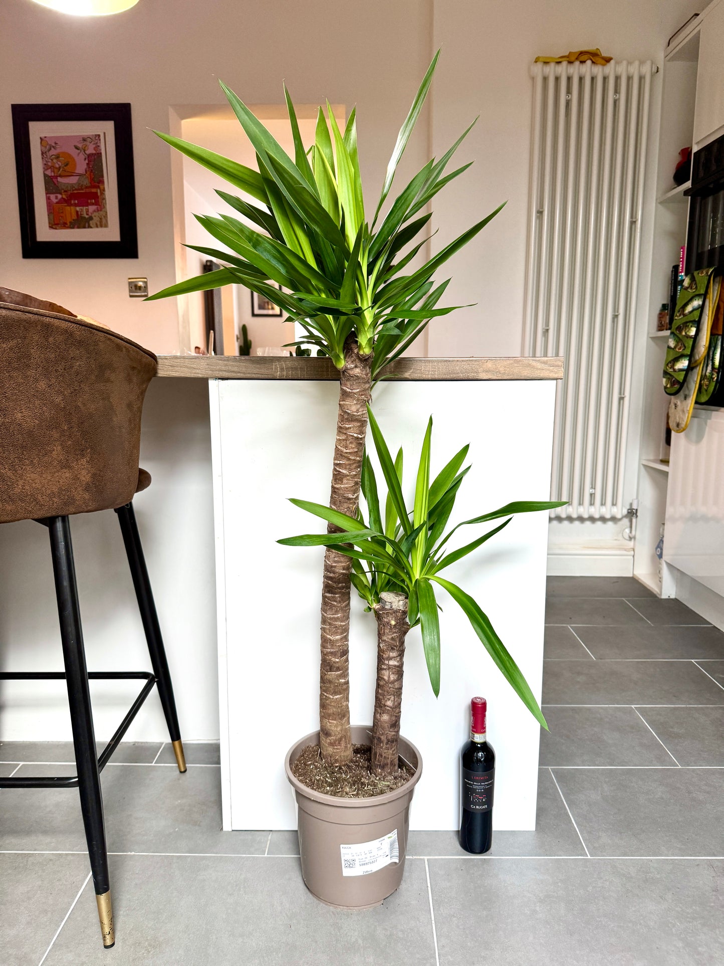 130cm Double Stem Yucca