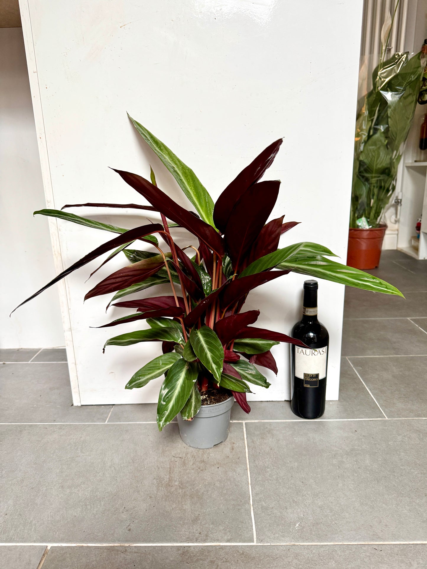 70cm Stromanthe Stripestar